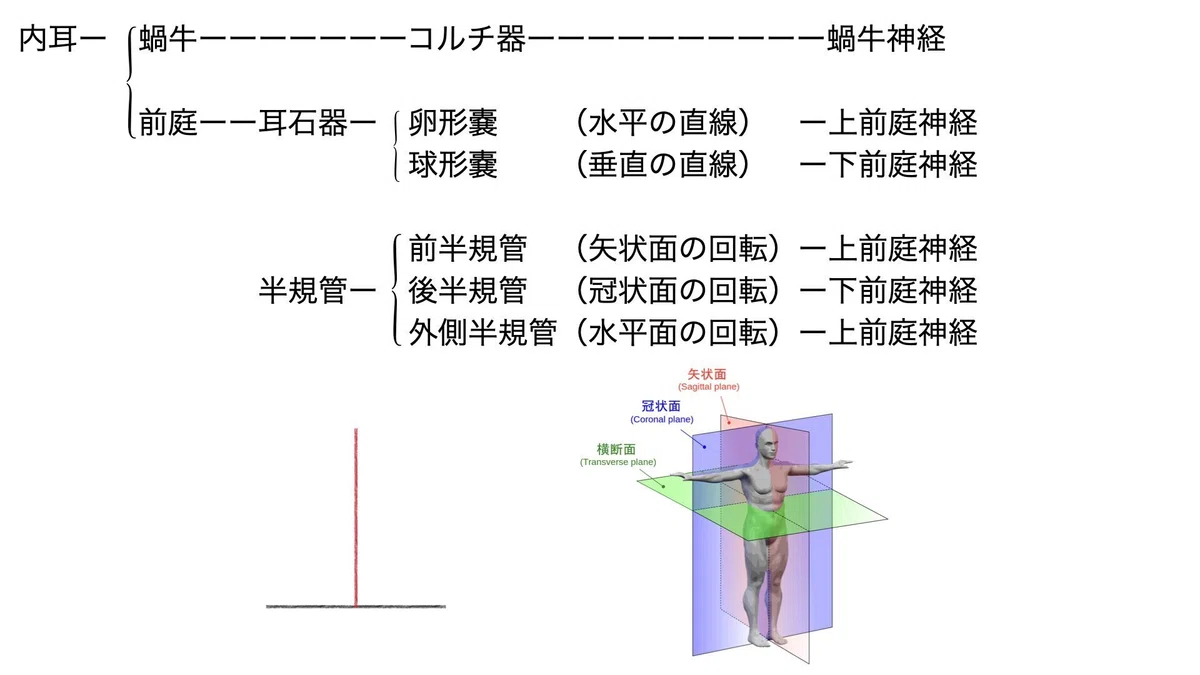 講座：前庭系と視覚と頸部固有受容覚 vol.1｜春光洋亮@（中尾洋介）Neurofit™︎|脳機能ヲタク