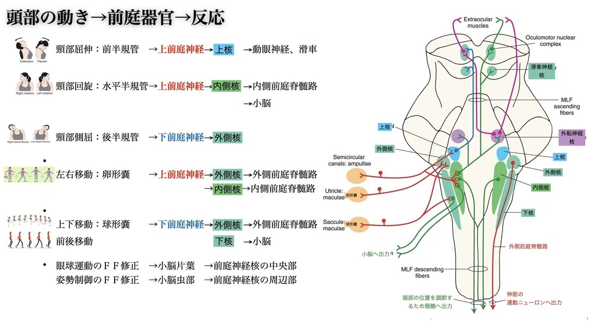 講座：前庭系と視覚と頸部固有受容覚 vol.2｜現場で”すぐ使える”トレーニングと療育の神経学的ヒント集｜春光洋亮note