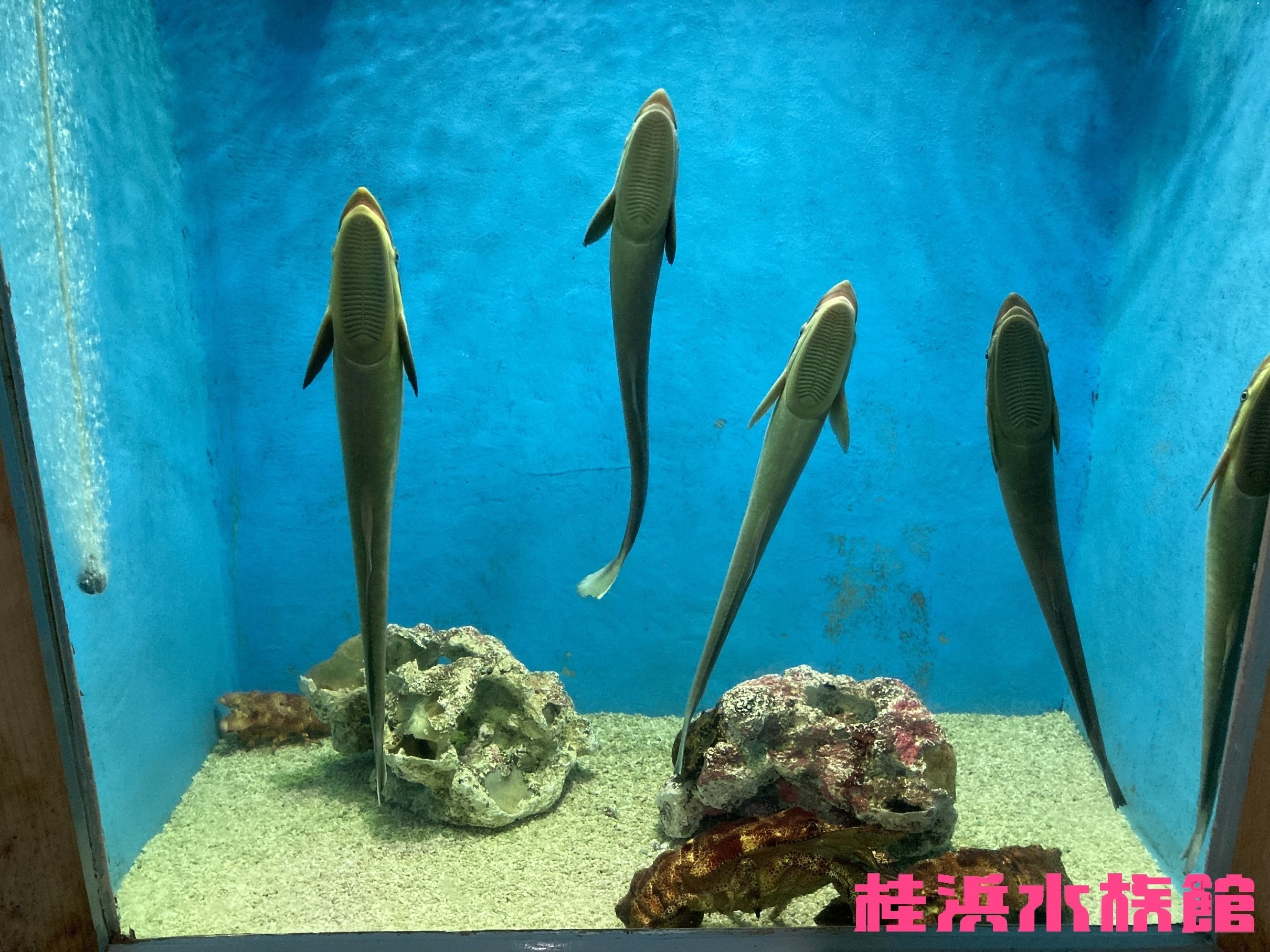 コバンザメ《展示動物解説》｜桂浜水族館 公式