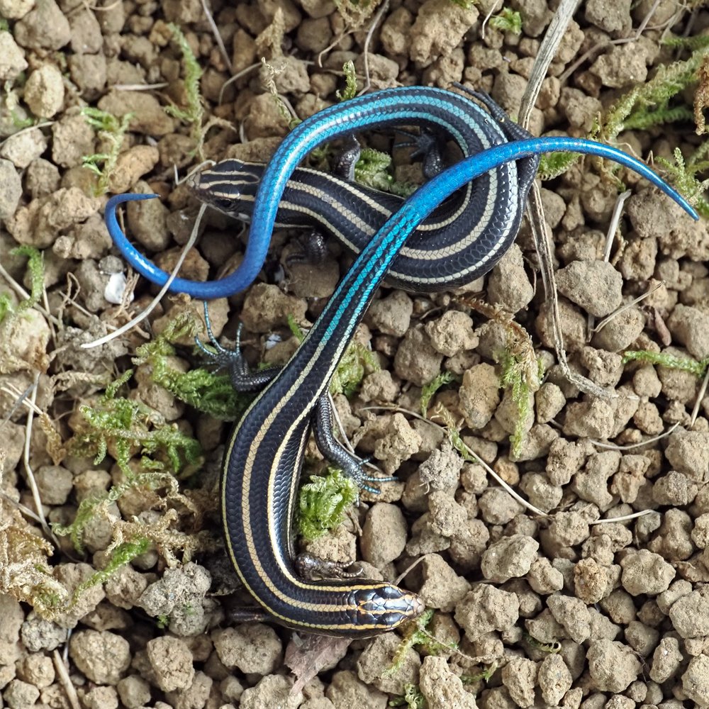 私はニホントカゲを2匹飼っています。〈monologue102〉｜のりしろ太郎