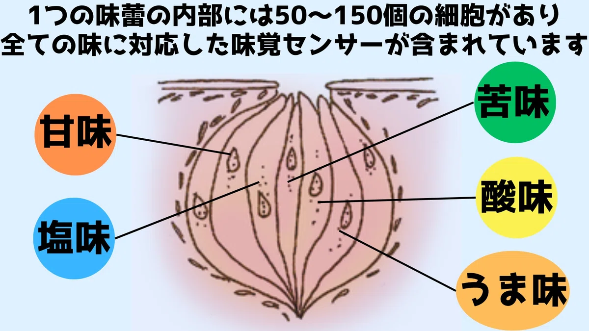 実は内臓も味を感じている!?全身に広がる味覚センサーの謎｜ナゾロジープラス＋