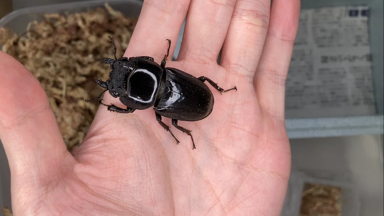 真夏のクワガタ生体発送に関する忘備録｜ヤヴカラヴォー