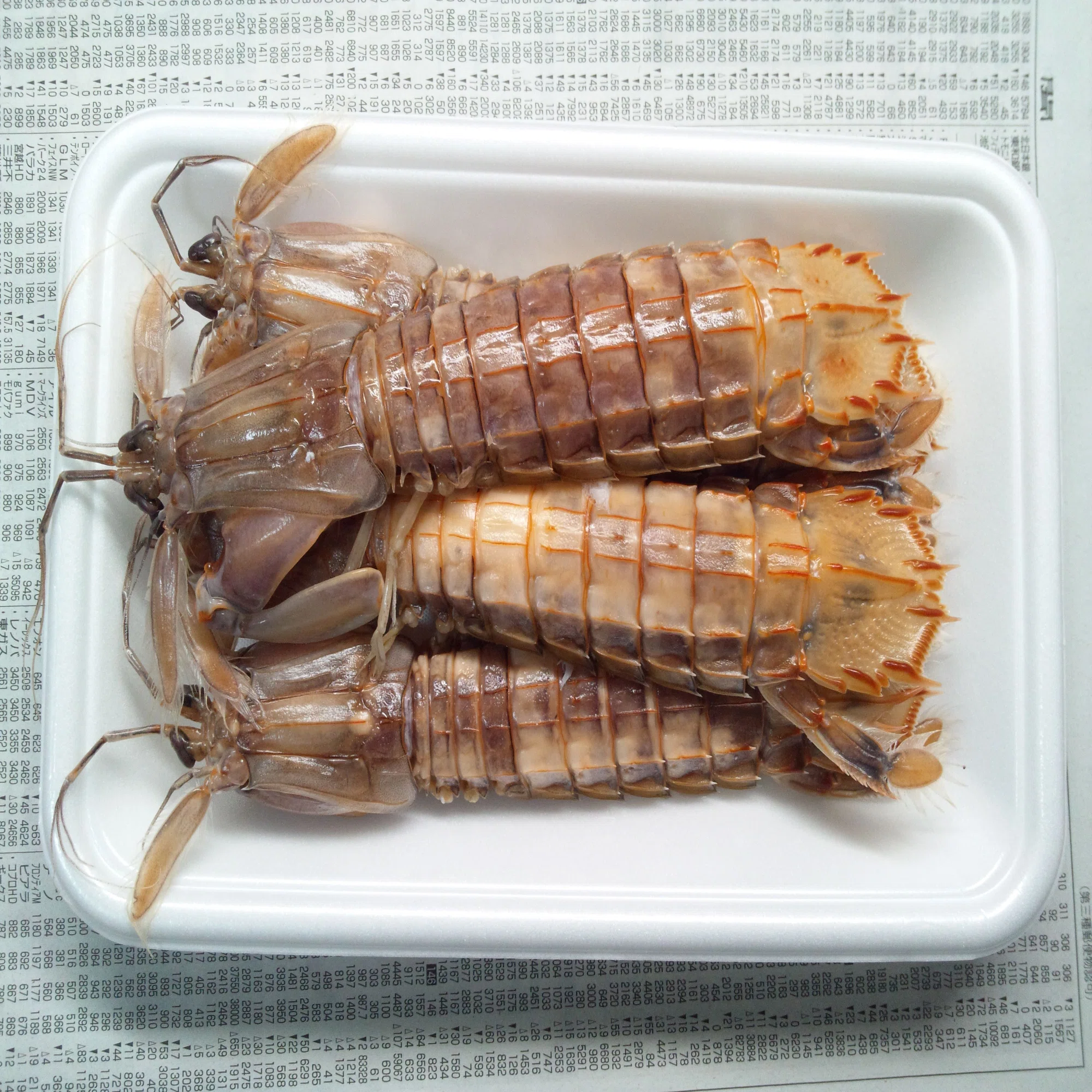 スーパーで買ってきたシャコを剥製にしてみた｜魚道部！/ 剥製師 力石 