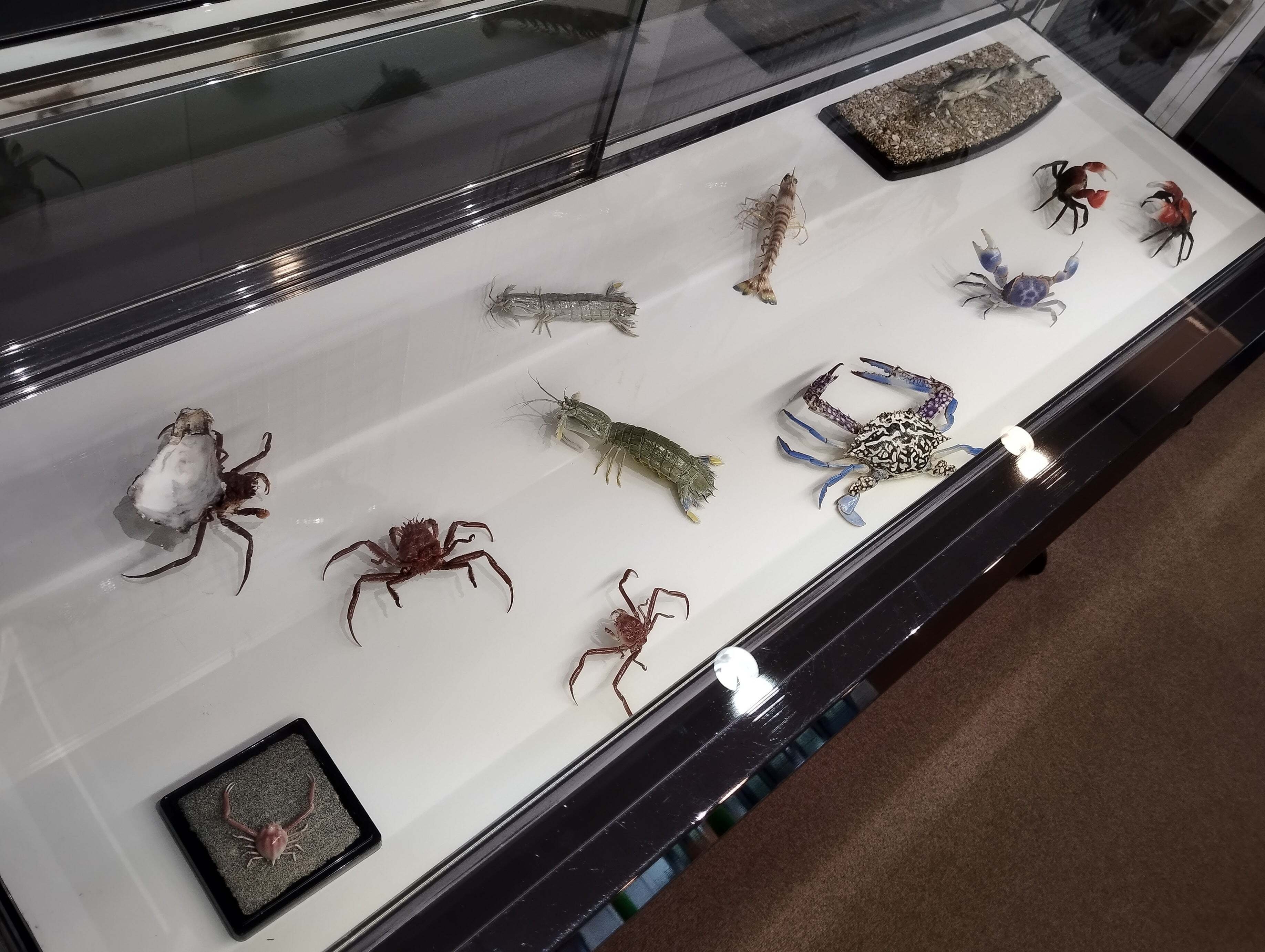 スーパーで買ってきたシャコを剥製にしてみた｜魚道部！/ 剥製師 力石