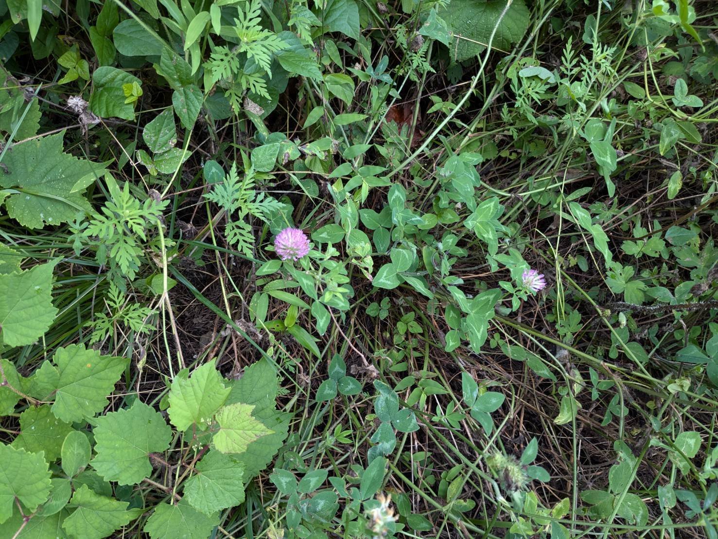 アカツメクサ デンマークの国花。シロツメクサより4つ葉がレアな野草
