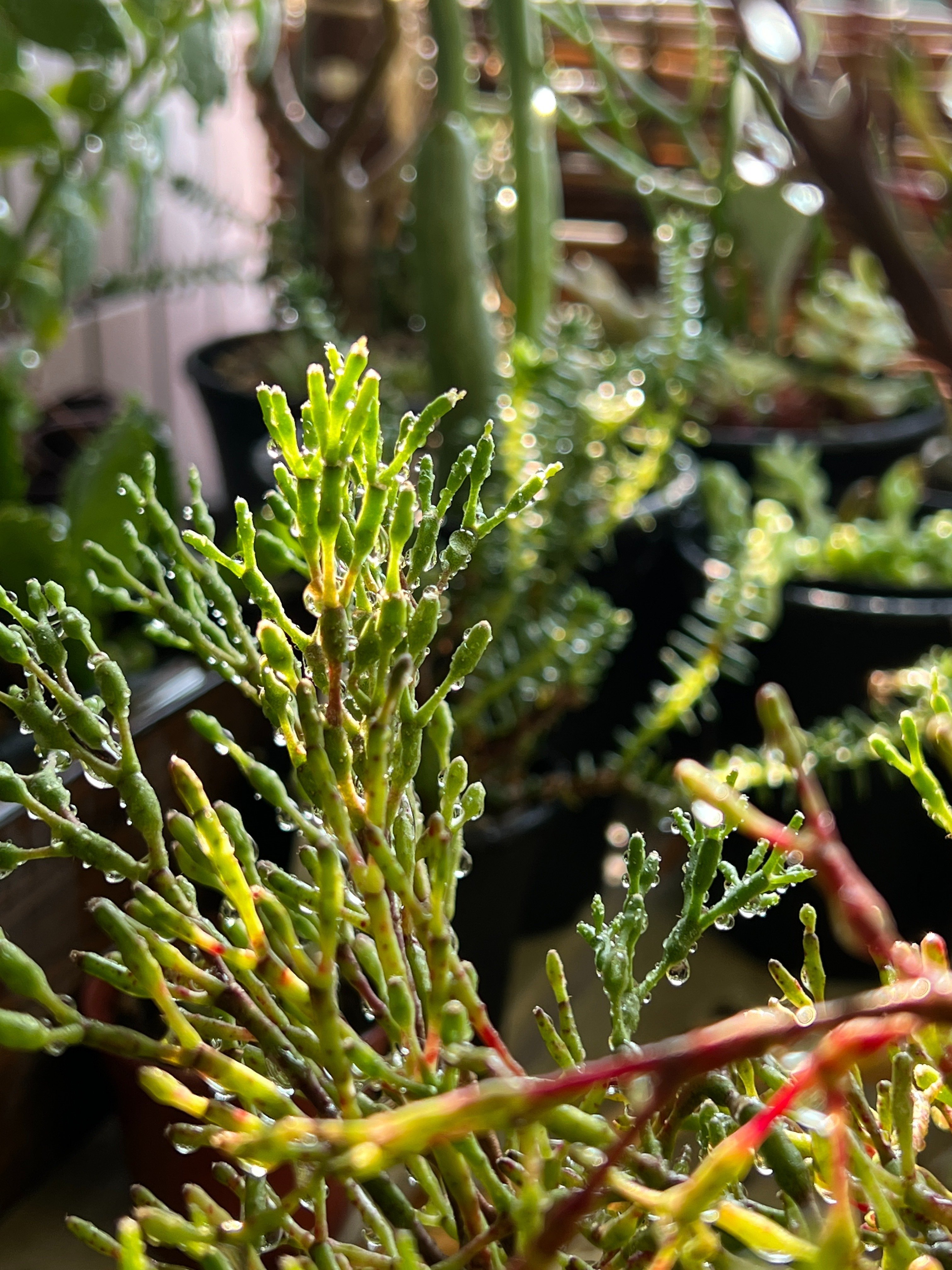 リプサリスサルコイアシ　抜き苗サボテン リプサリスサルコイアシ 抜き苗サボテン リプサリスサルコイアシ