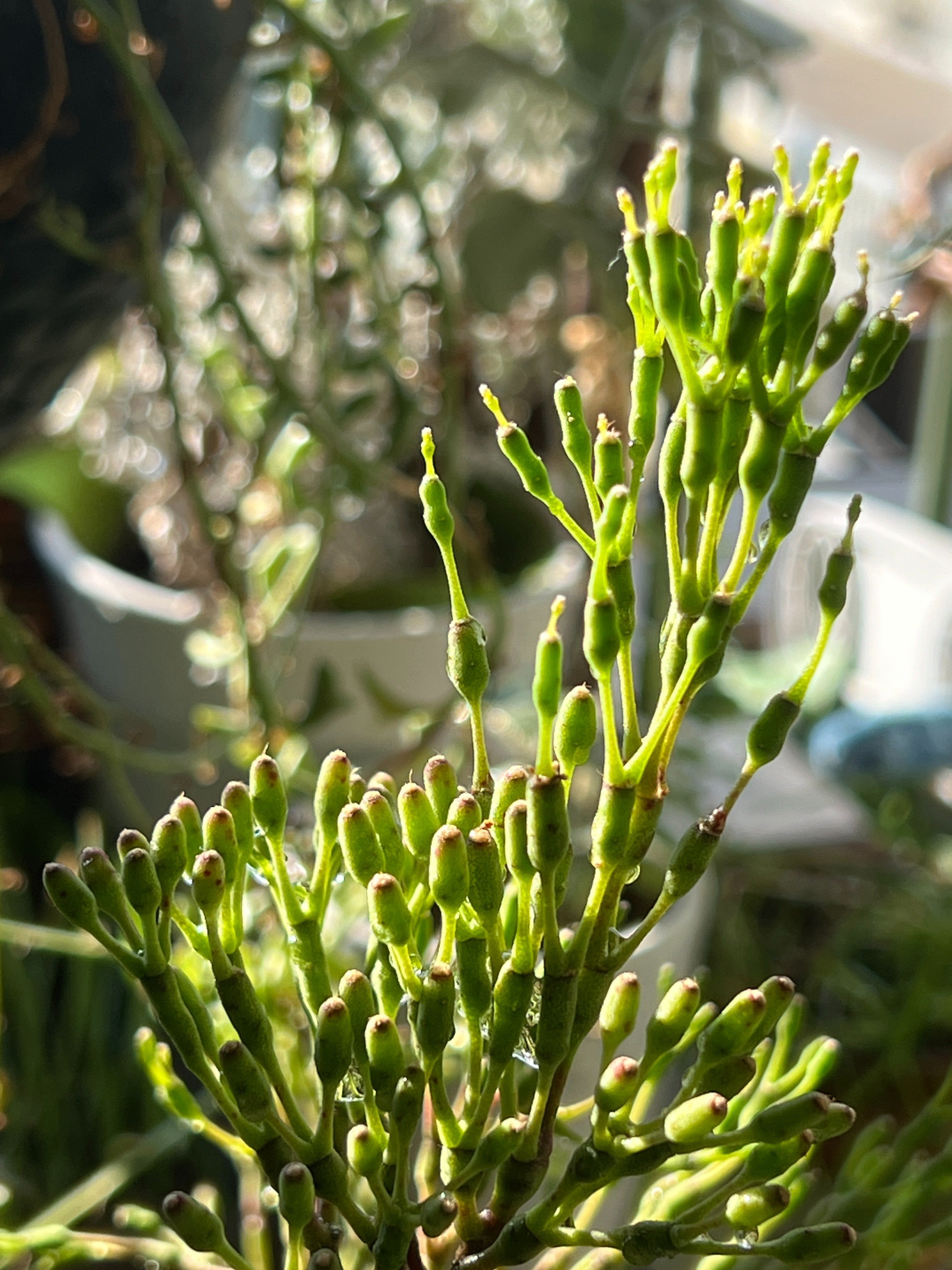 リプサリス・ハティオラ・サルコニオイデスについて語りたいっ！｜Ms'HIRO