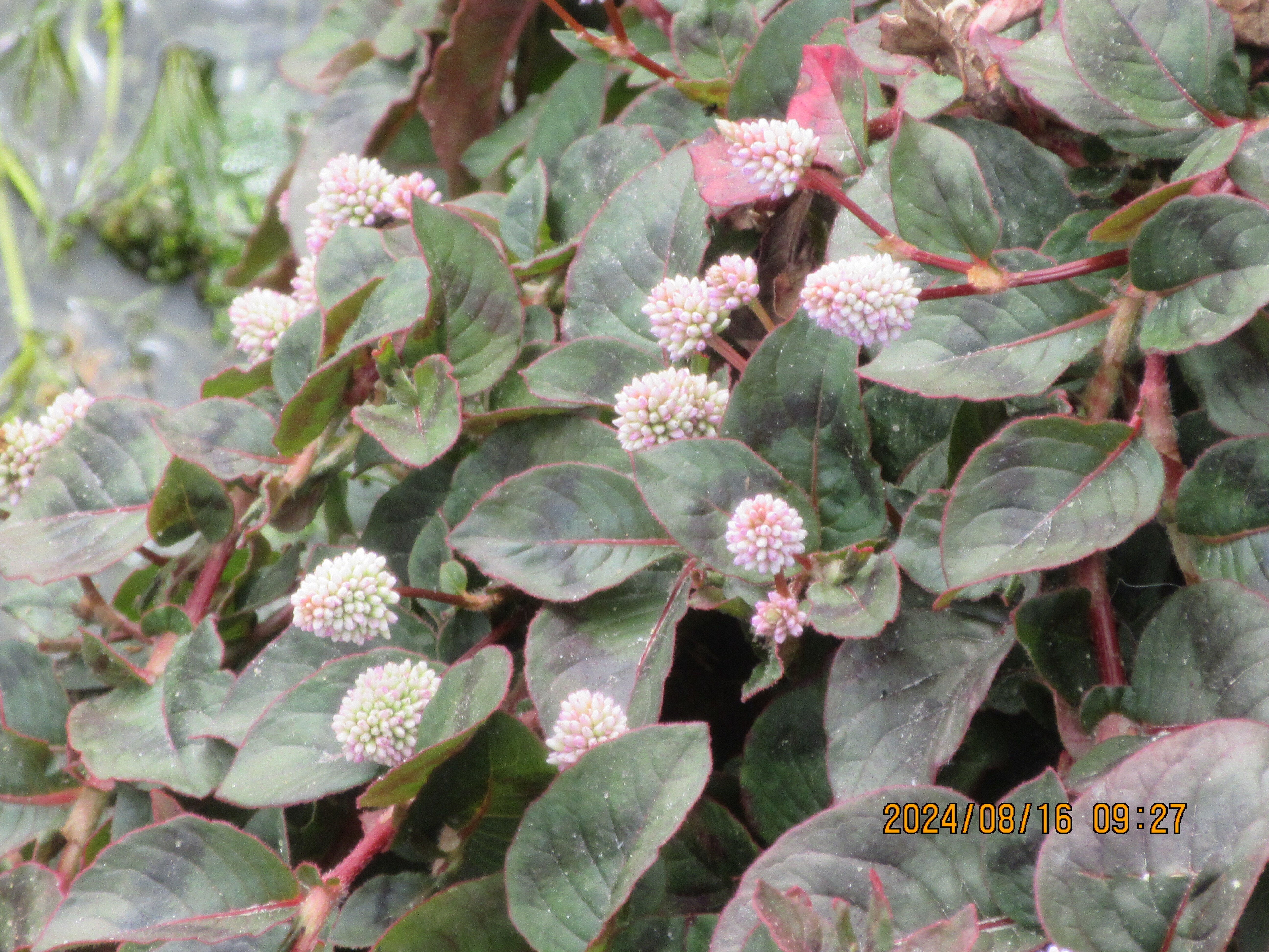 バイカモ（梅花藻）の見学です｜東近江トレイル探訪、繖山・箕作山