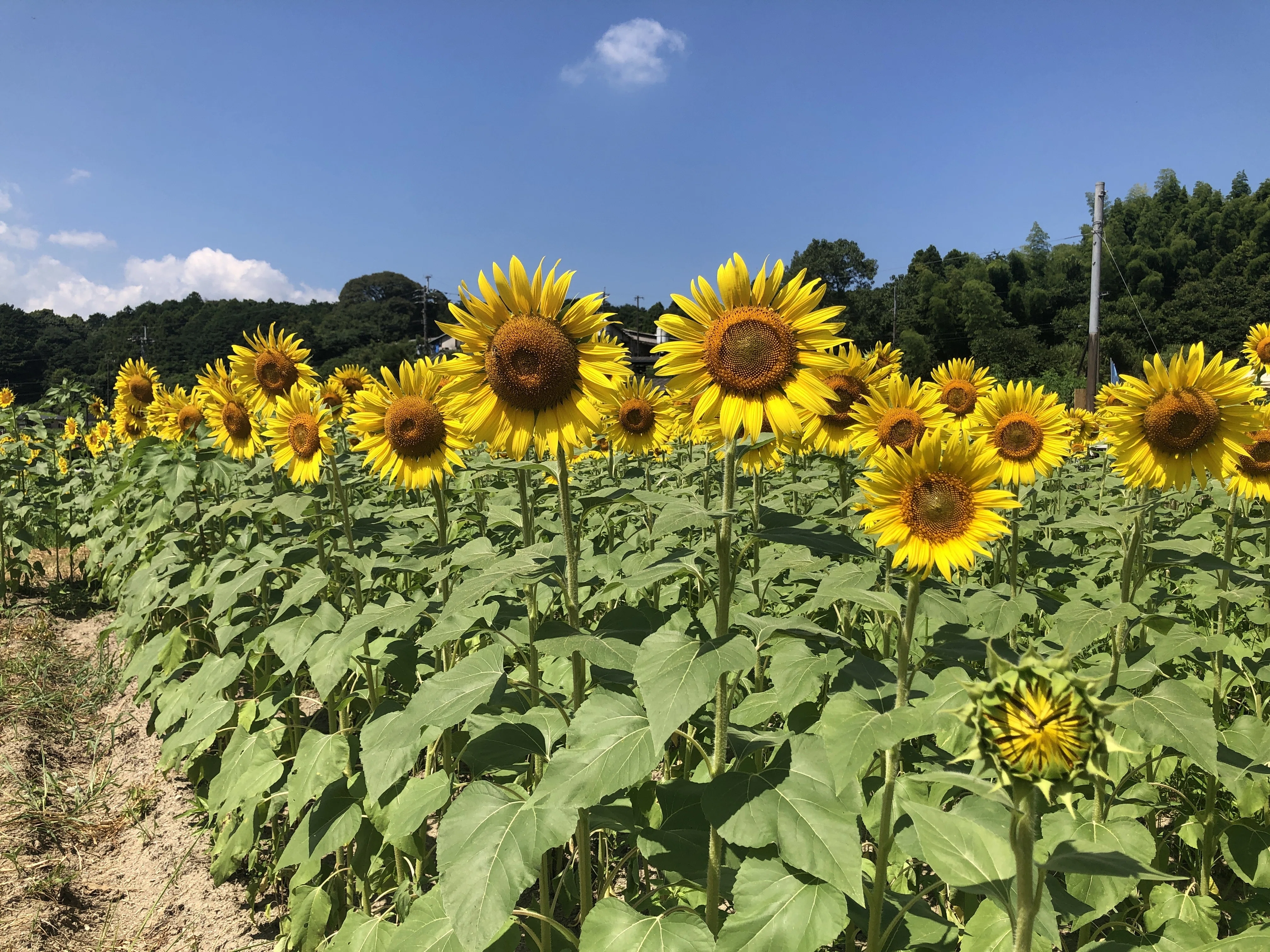 嘉麻市の粋なひまわりBOYs🌻に出会った話。｜福岡県嘉麻市地域おこし