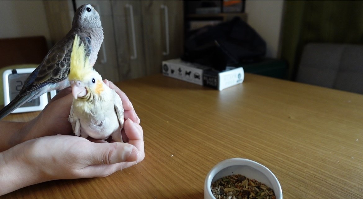 オカメちゃん、生後27日目にして初飛行！（動画あり）｜ルル姫