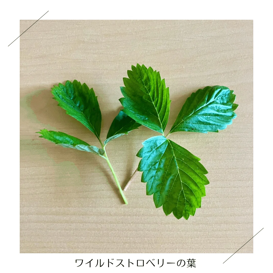 2026.7.4更新】お届けする野菜リスト｜リクガメのごはん屋さん