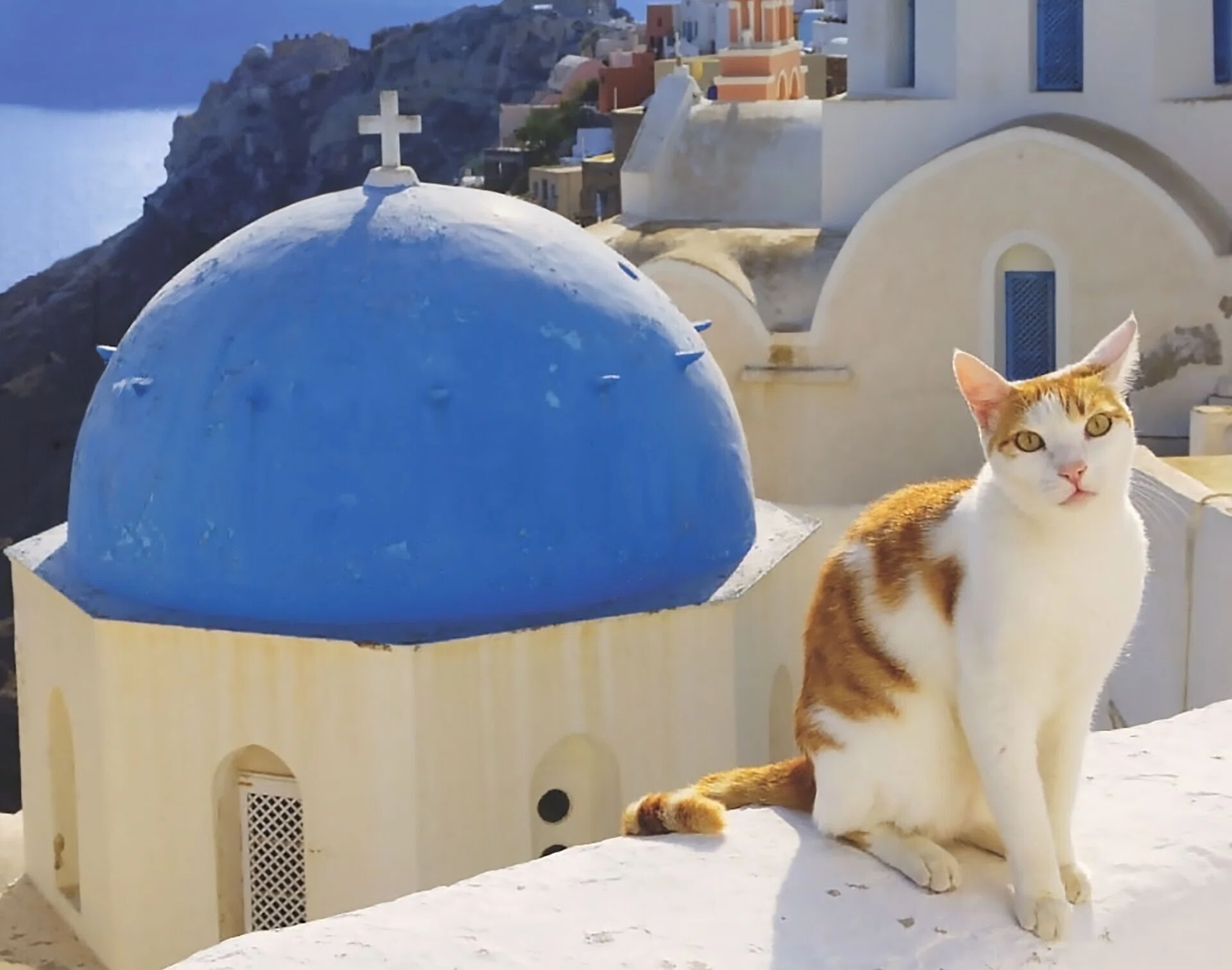 世界のネコ】アイスランド 猫の町 レイキャビク『探しものは北欧で』｜coco