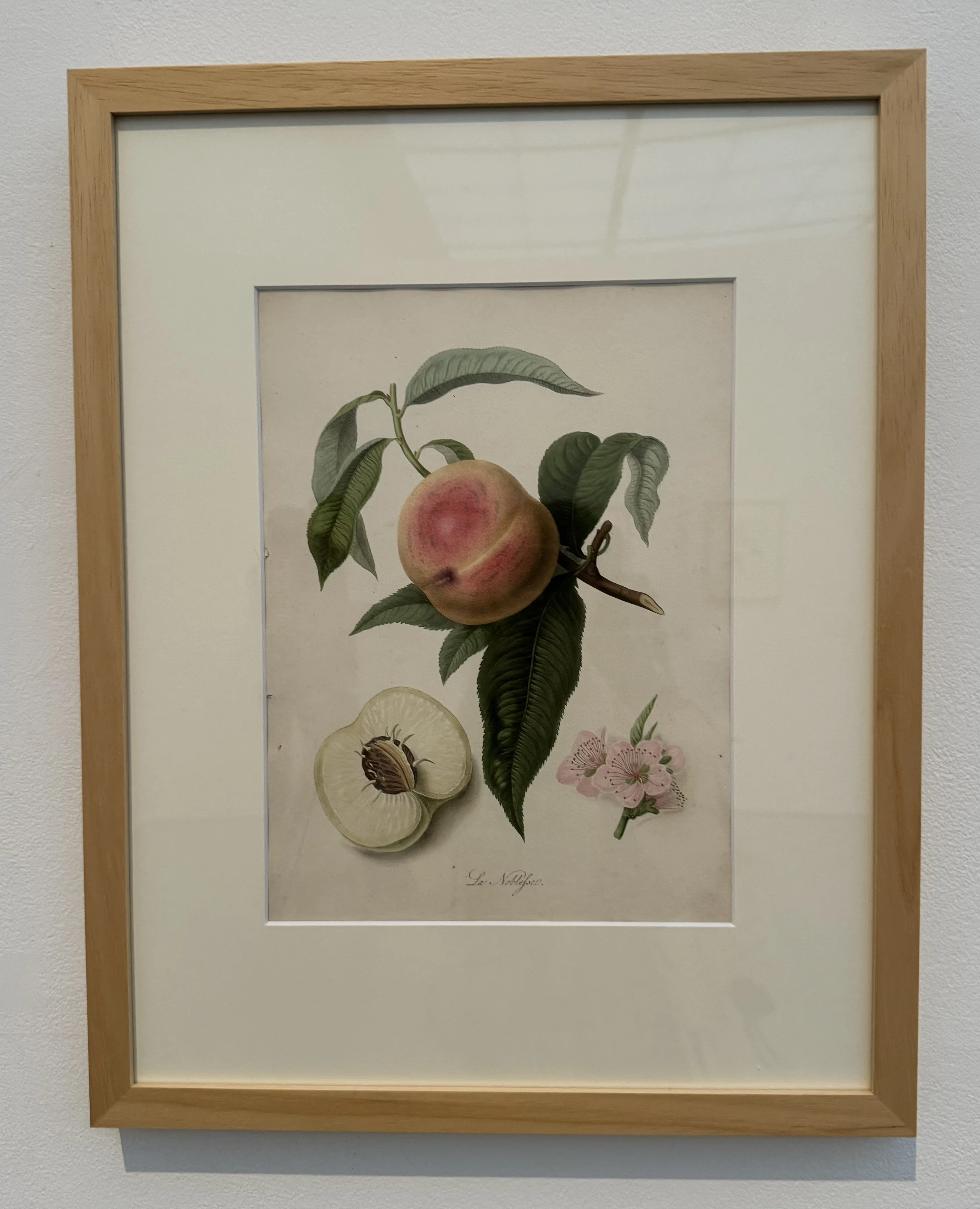 ボタニカル・アート展｜shiori
