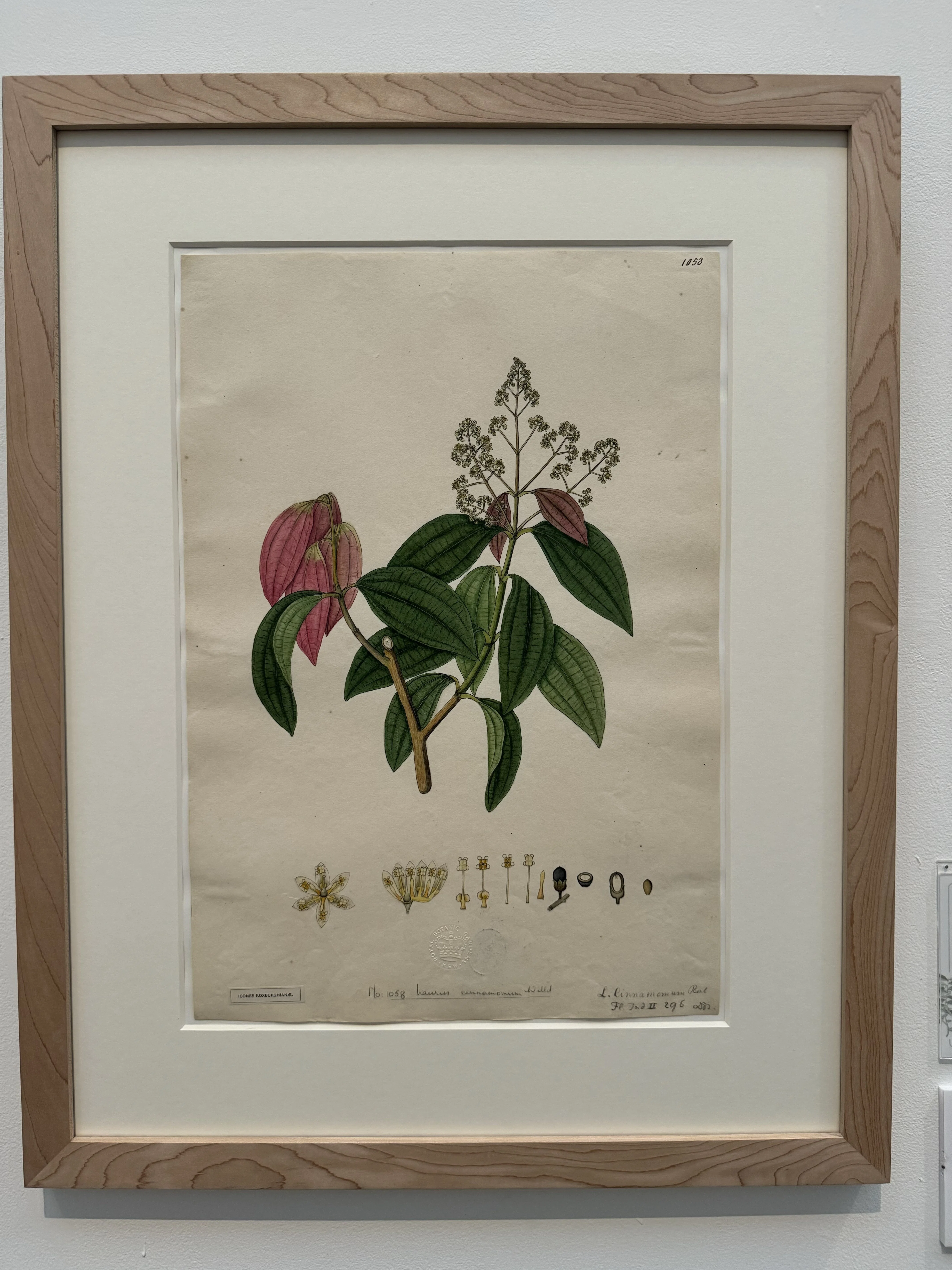 ボタニカル・アート展｜shiori