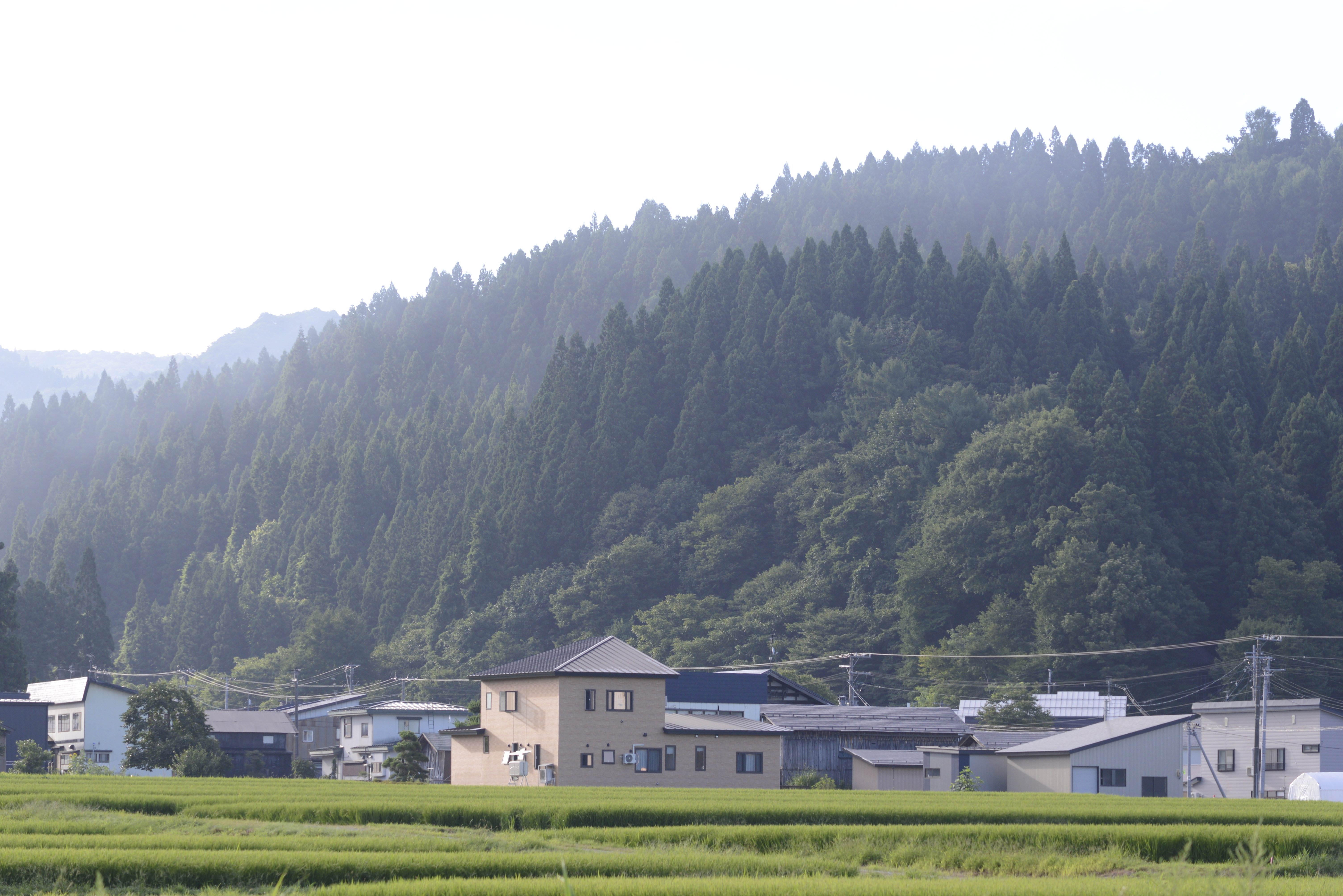 作例ありNikon ED AF 70-300mm f/4-5.6D ズームレンズ Nikon AF-P DX NIKKOR 70-300mm f/4.5-6.3G ED VRを徹底解説