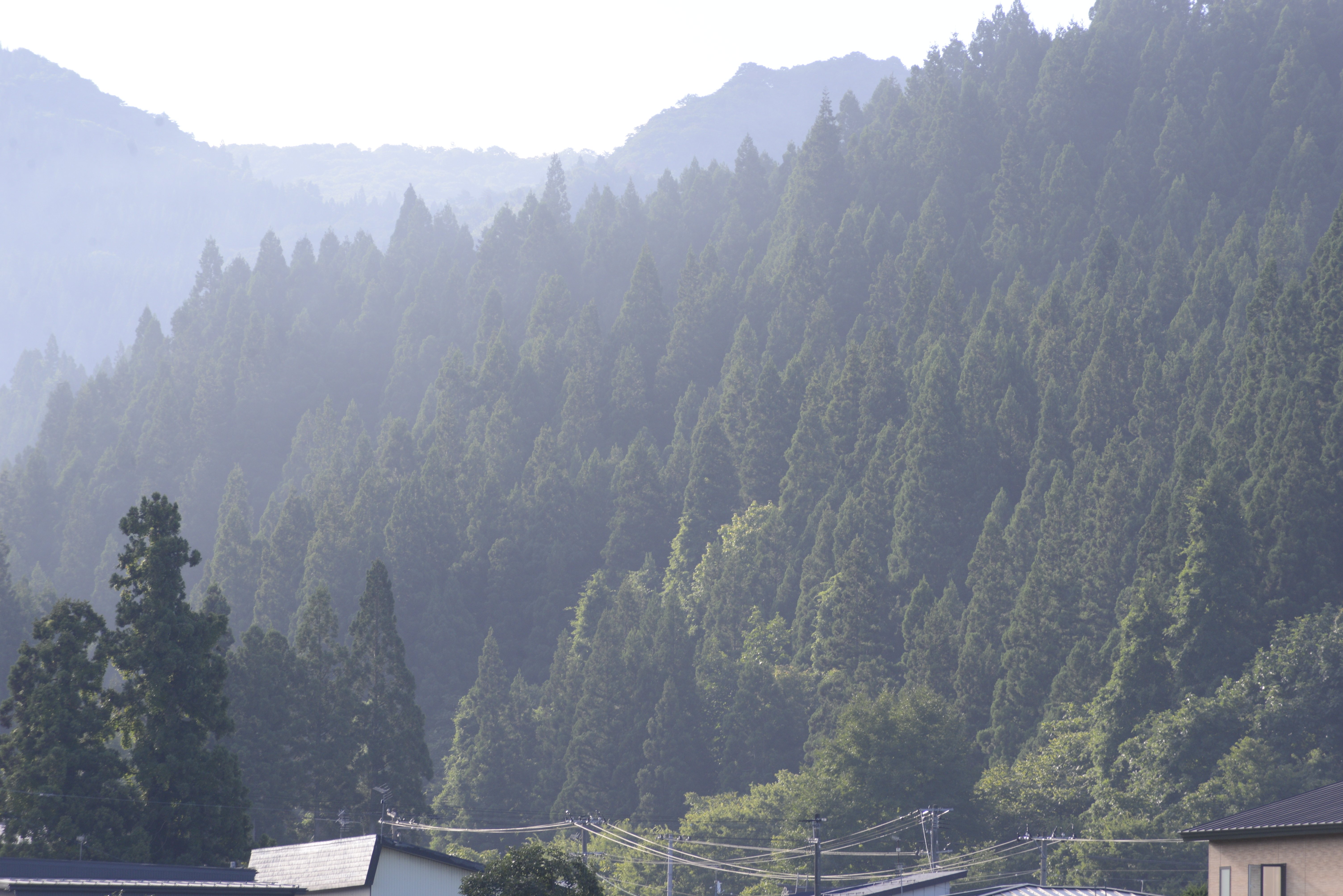 安価で楽しむ望遠撮影【AI AF Zoom-Nikkor ED 70-300mm F4-5.6D
