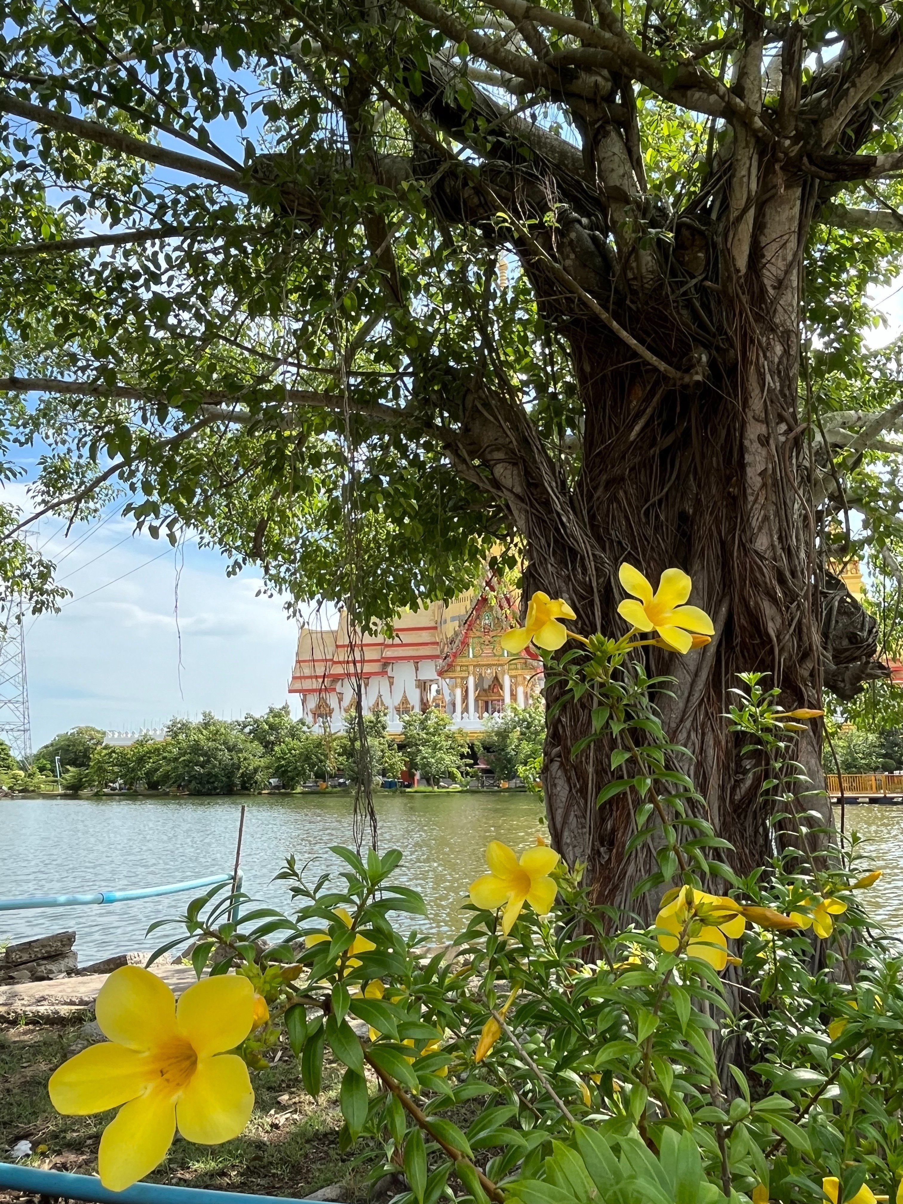 タイのお寺 バンコク以外もご紹介＃3、Wat Phrong Akat 2つ目のピンク