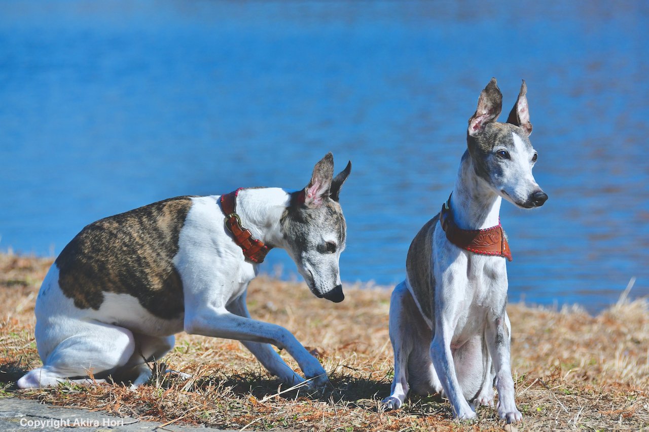 ウィペット WHIPPET：近現代 イングランド｜2本足の犬