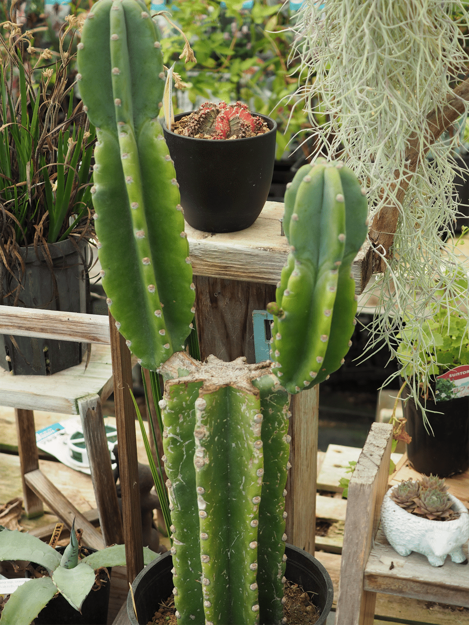 花サボテン 231-七仙女 花サボテン 柱サボテン カキコ 花サイズ18-20cm 大輪