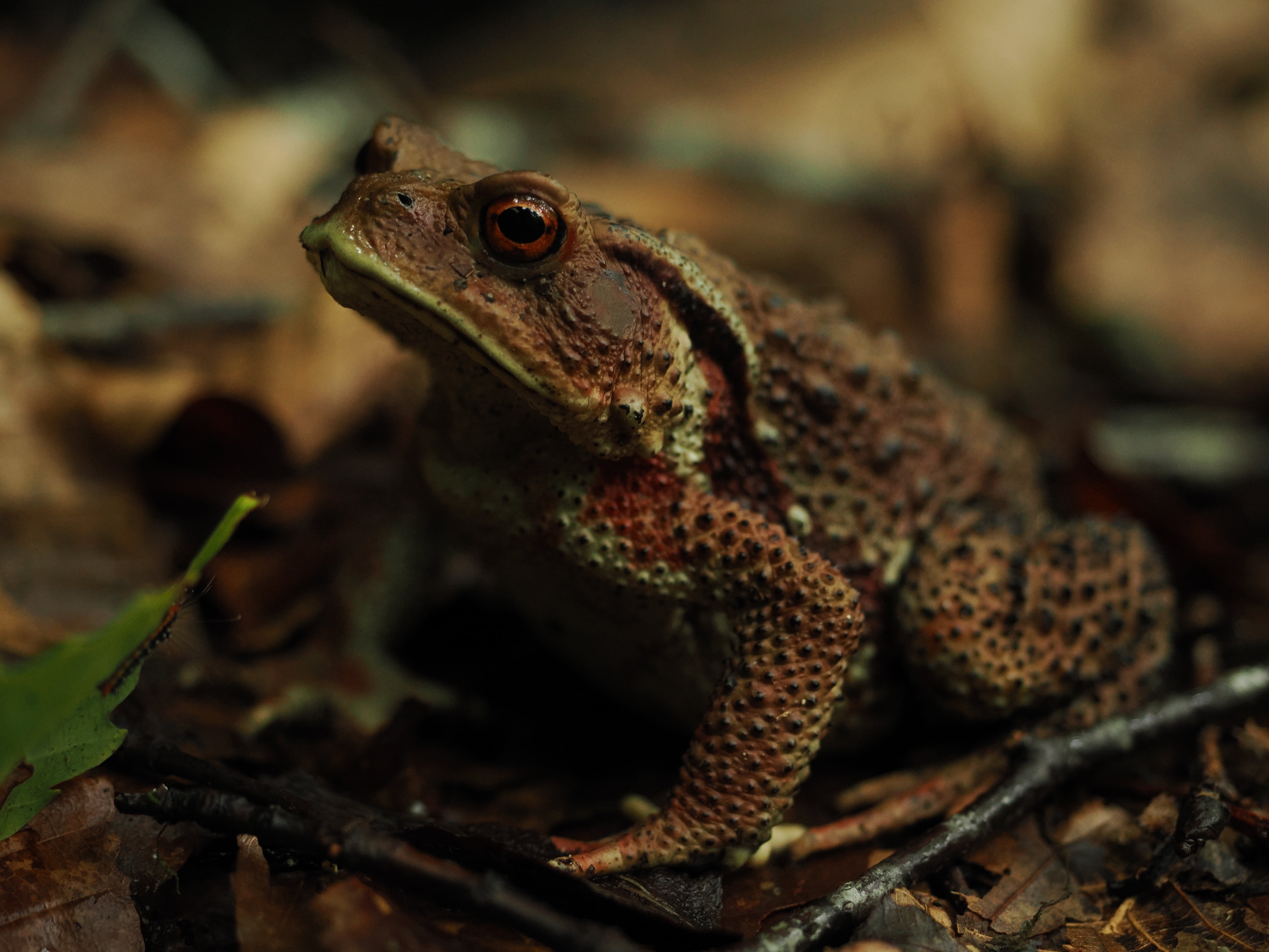 森のヨコヅナ 【奥入瀬 24/8/17】｜奥入瀬日和@星野リゾート