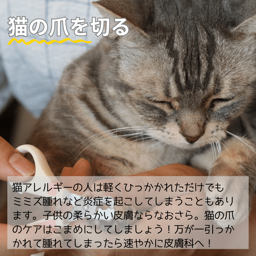 夏休み特集🐈子どもの猫アレルギーどうする？！｜ネコアレ専科