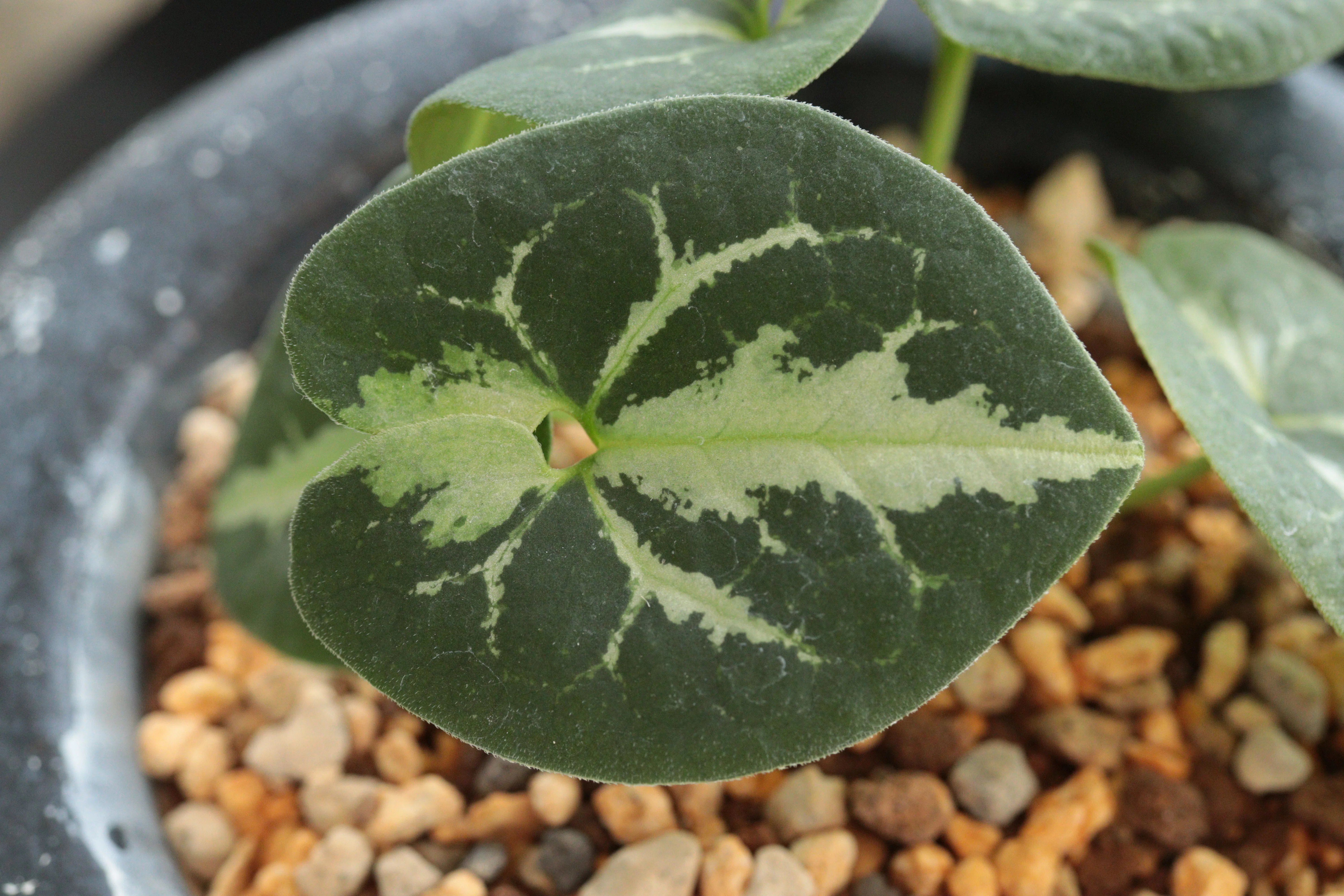 Kinbotan｜古典園芸植物 細辛研究会