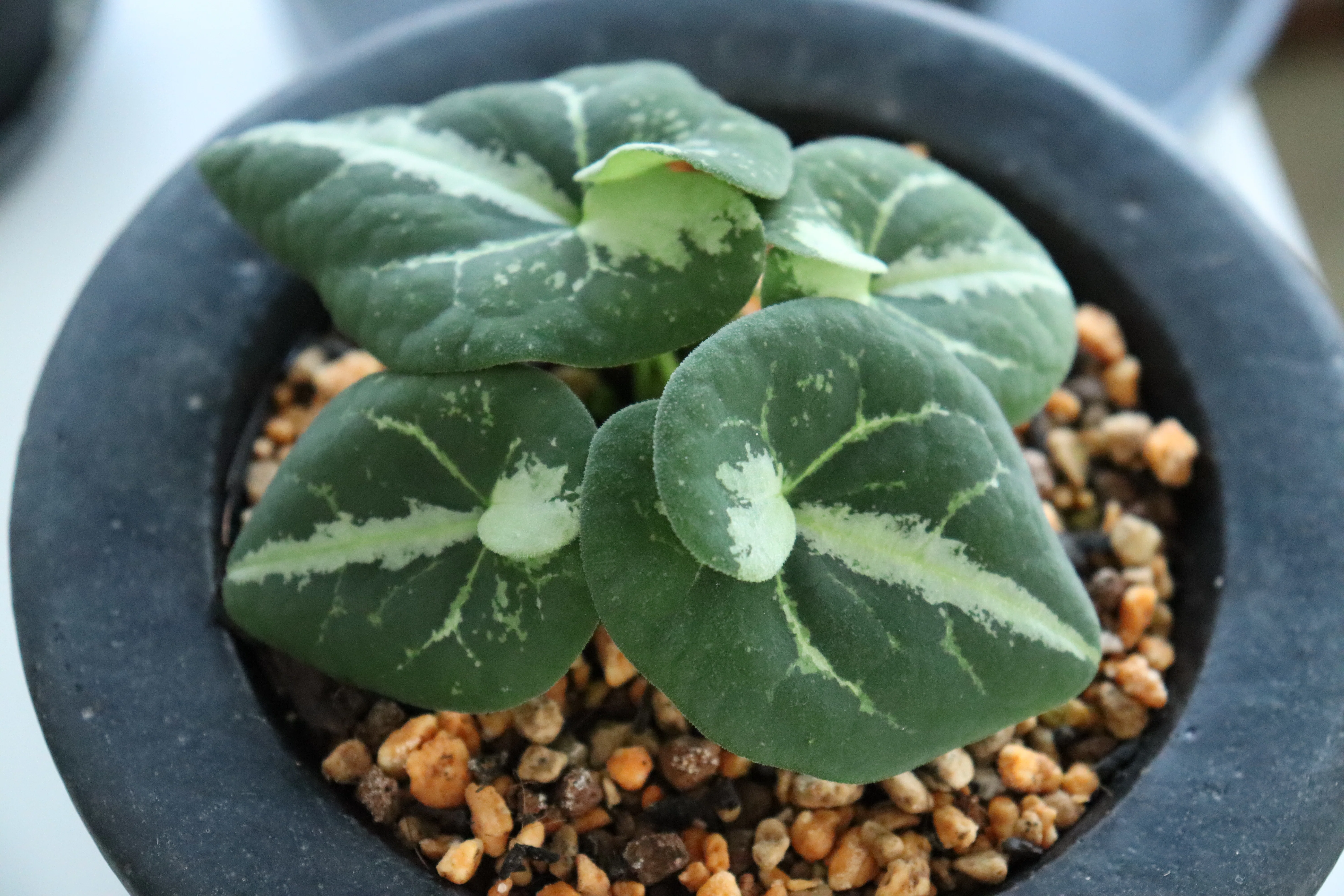 Kinbotan｜古典園芸植物 細辛研究会