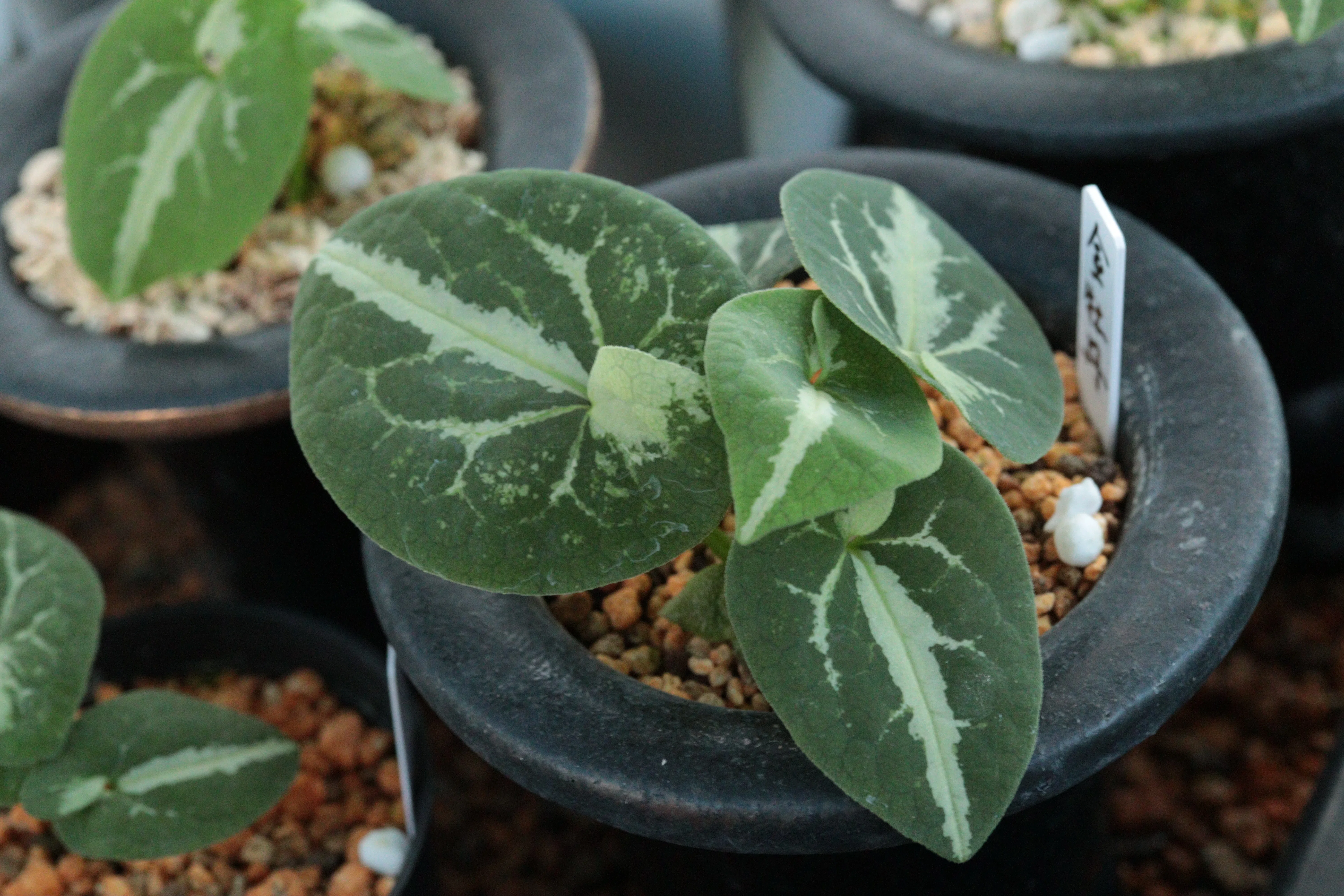 Kinbotan｜古典園芸植物 細辛研究会