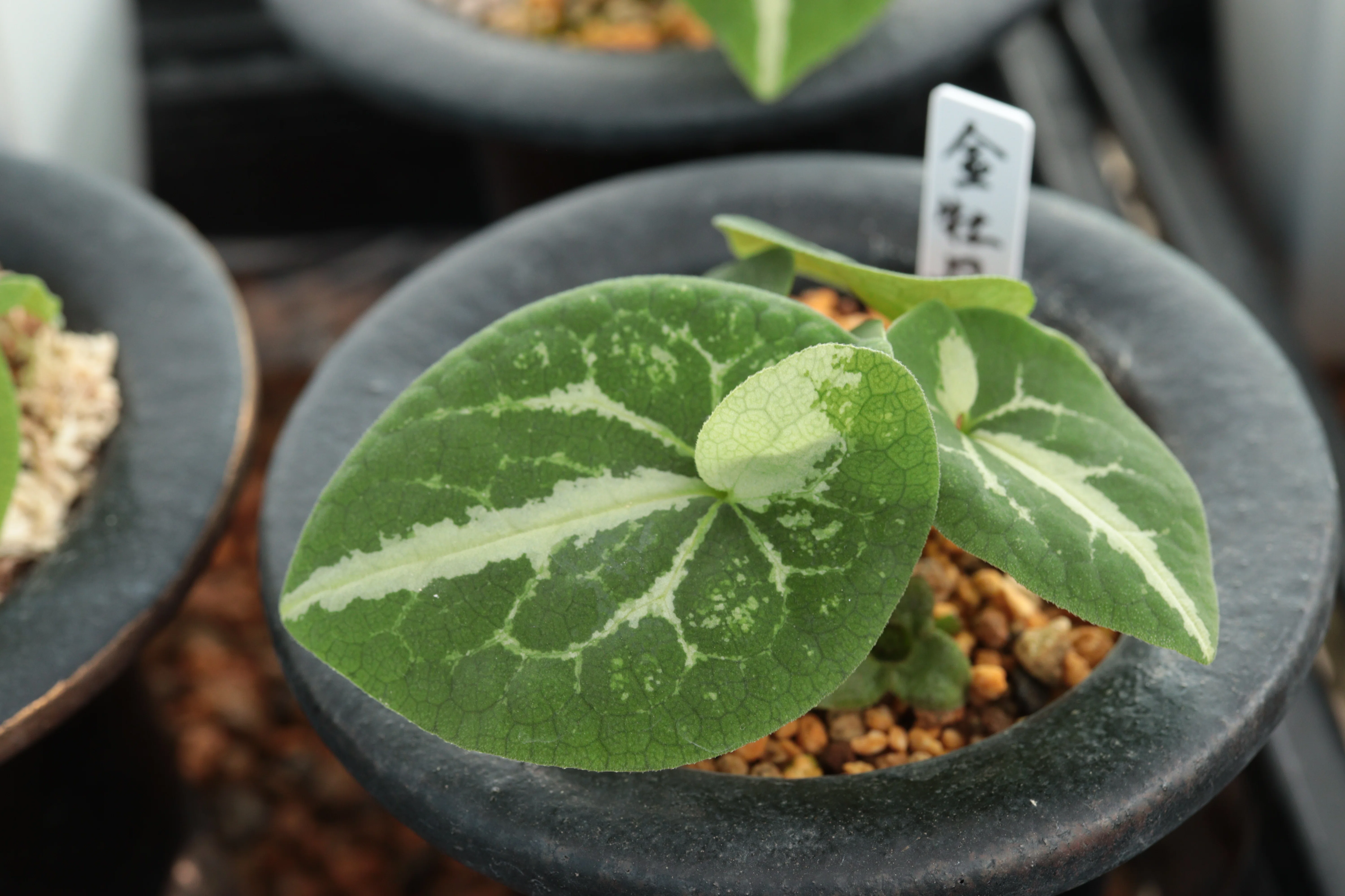 Kinbotan｜古典園芸植物 細辛研究会