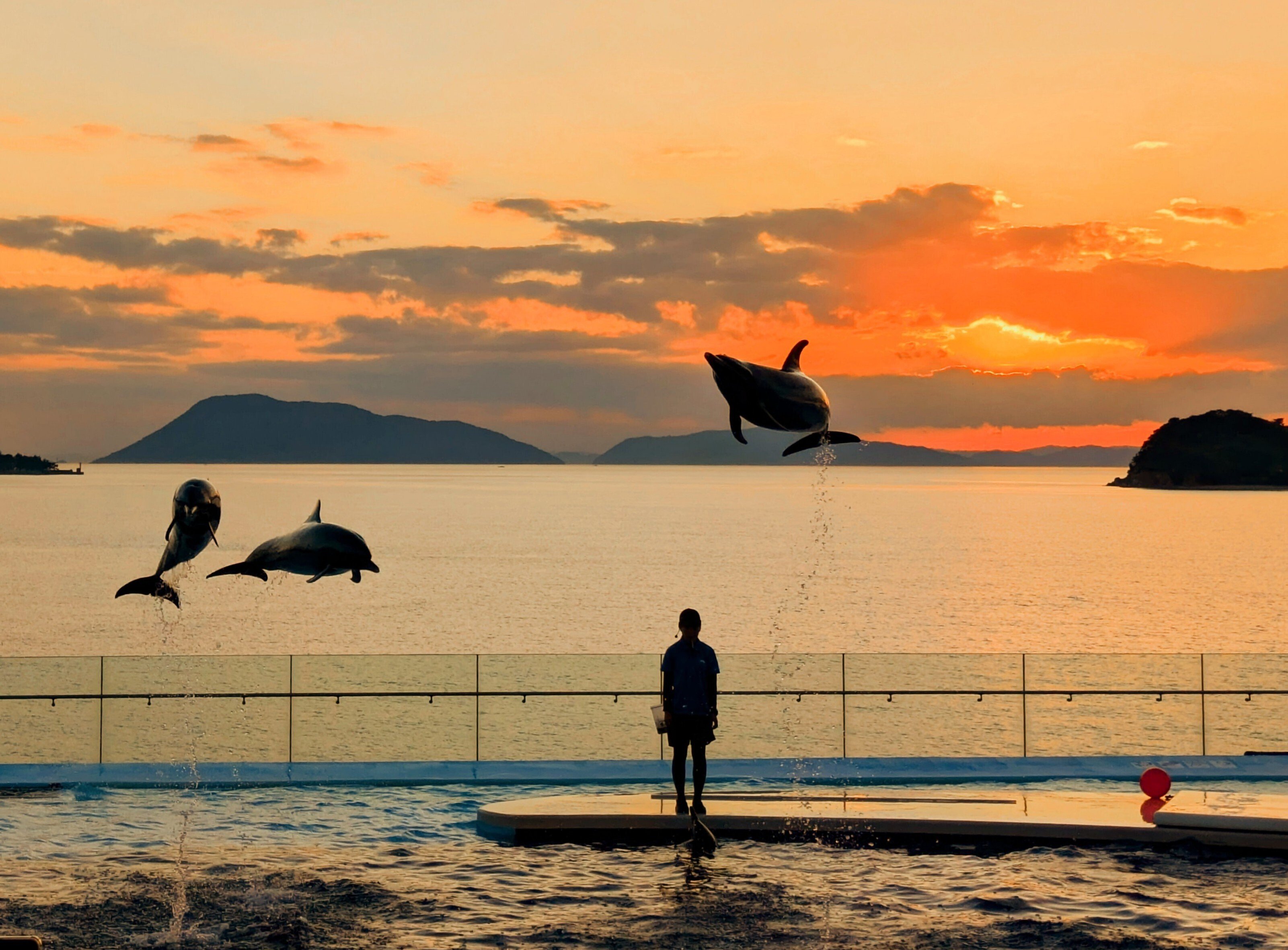 イルカ 高知観光] 室戸ドルフィンセンターのイルカさん – 旅とまちなみ