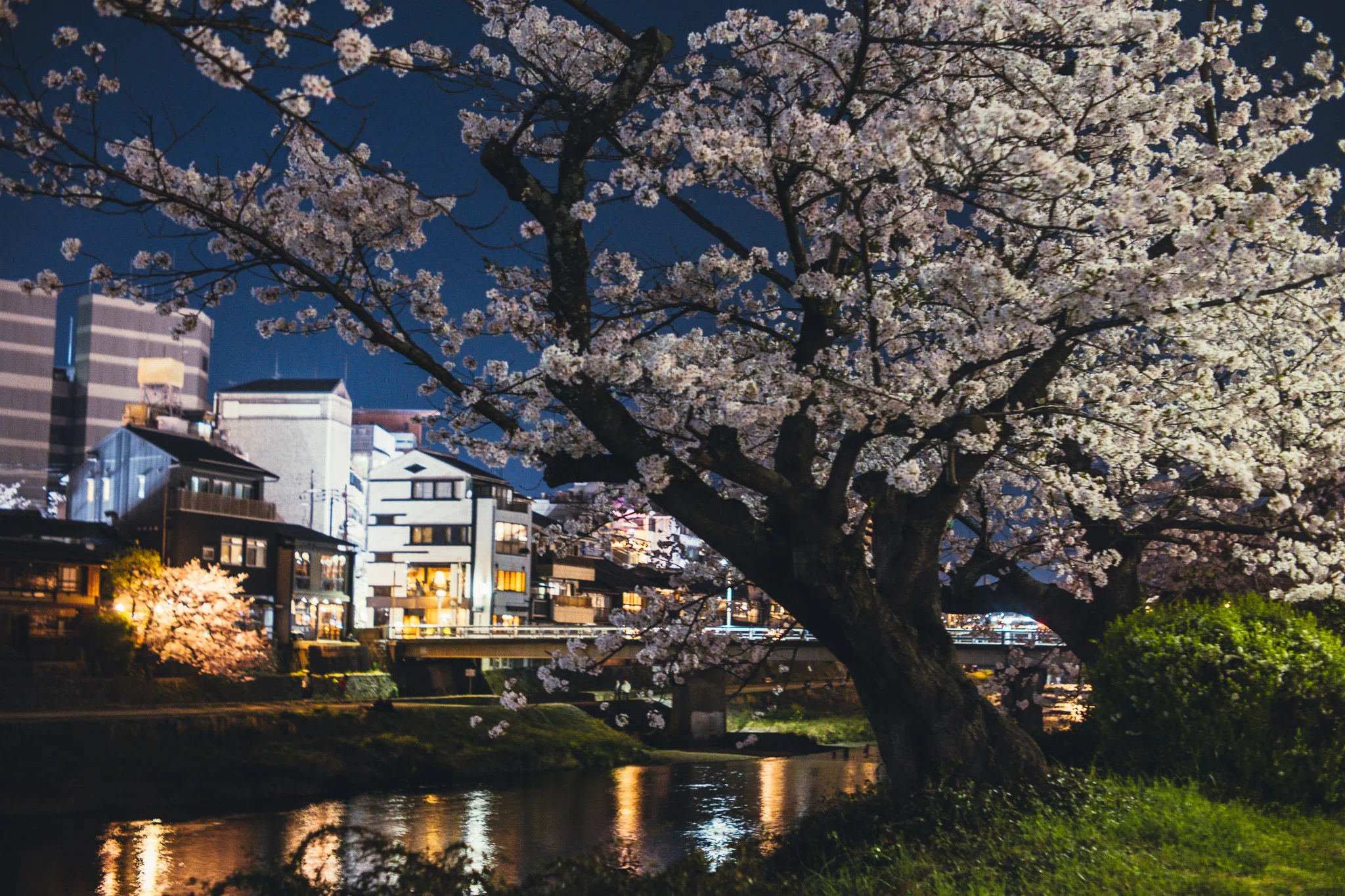 夜の鴨川沿いの夜桜