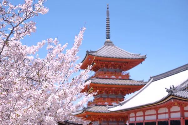 清水寺の桜