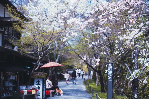 赤い傘と柴犬と桜