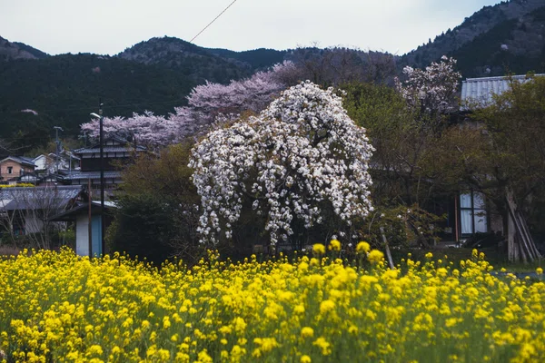 枝垂れ桜と菜の花畑