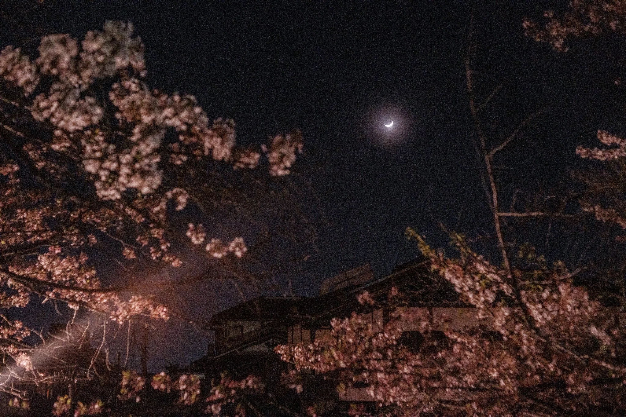 道端の桜と月