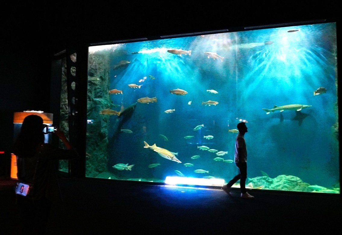 二十二】サケと中川翔子の関係：千歳水族館｜千田正哉