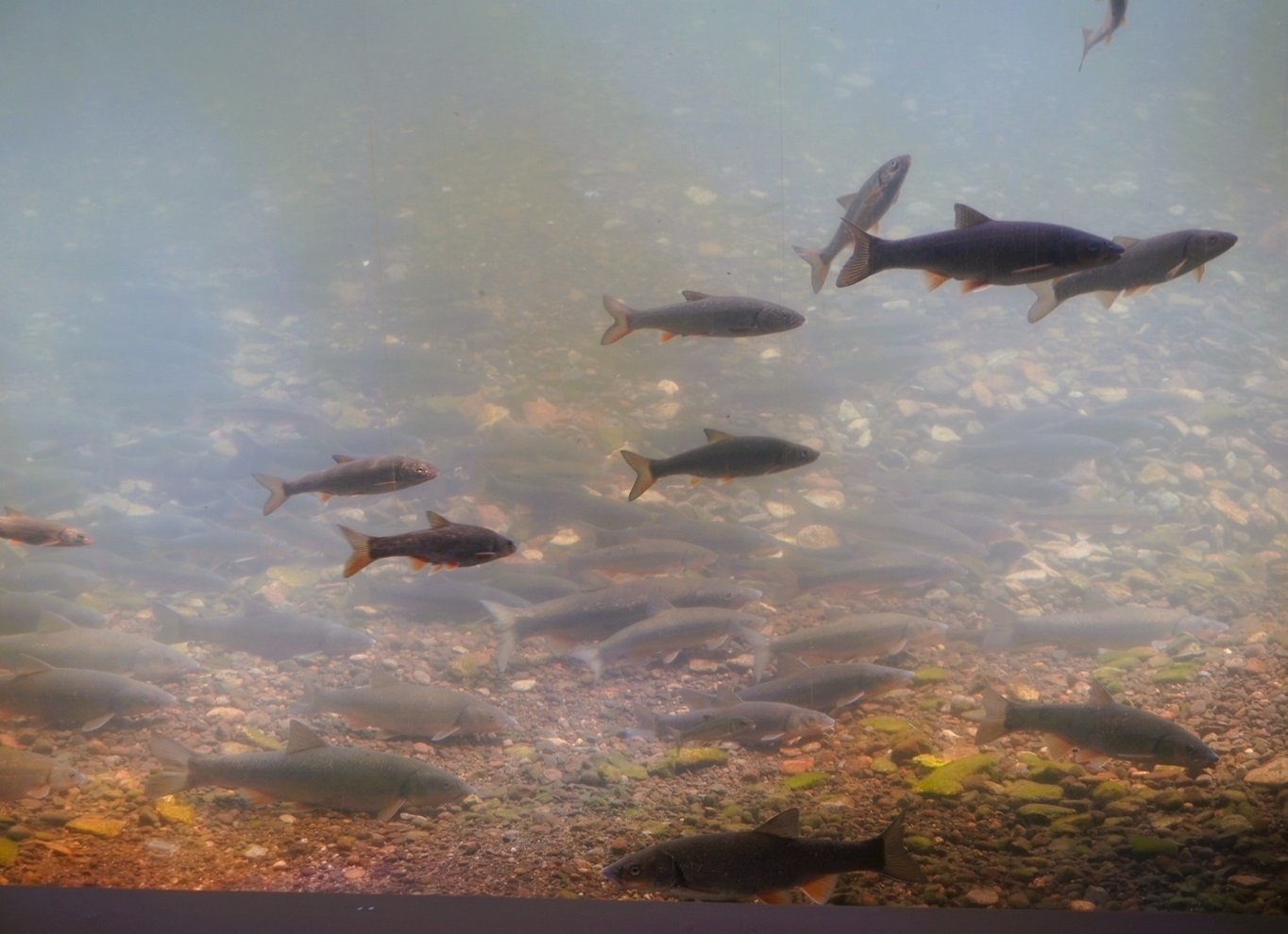 二十二】サケと中川翔子の関係：千歳水族館｜千田正哉