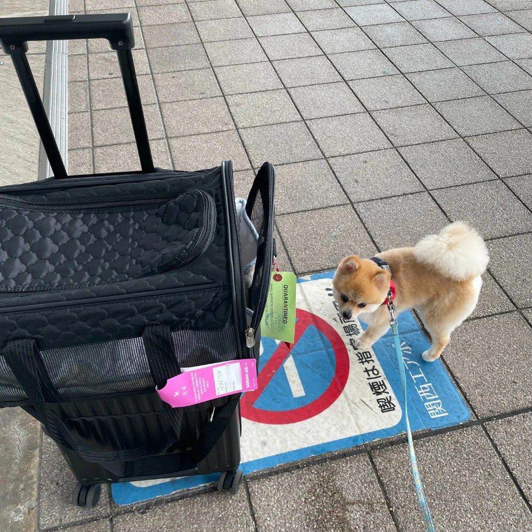 9) ペット（犬🐕）をカナダ🇨🇦へ連れていく！｜YMA | CANADA🇨🇦日記