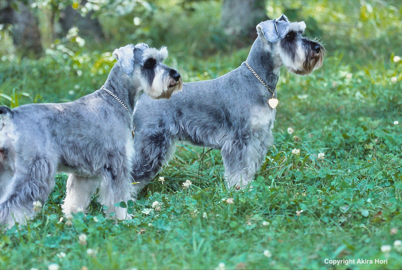 シュナウザー CHNAUZER：近世以前 ドイツ｜2本足の犬