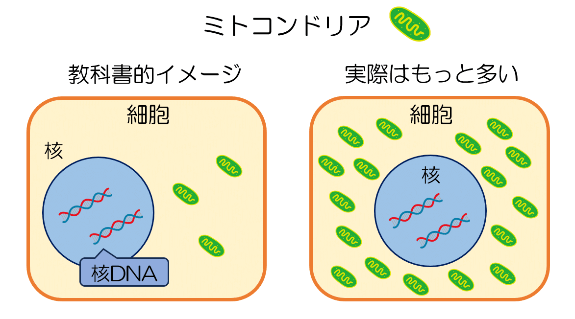 ミトコンドリアのダイナミズム -エピソード5-｜KAWASAKI