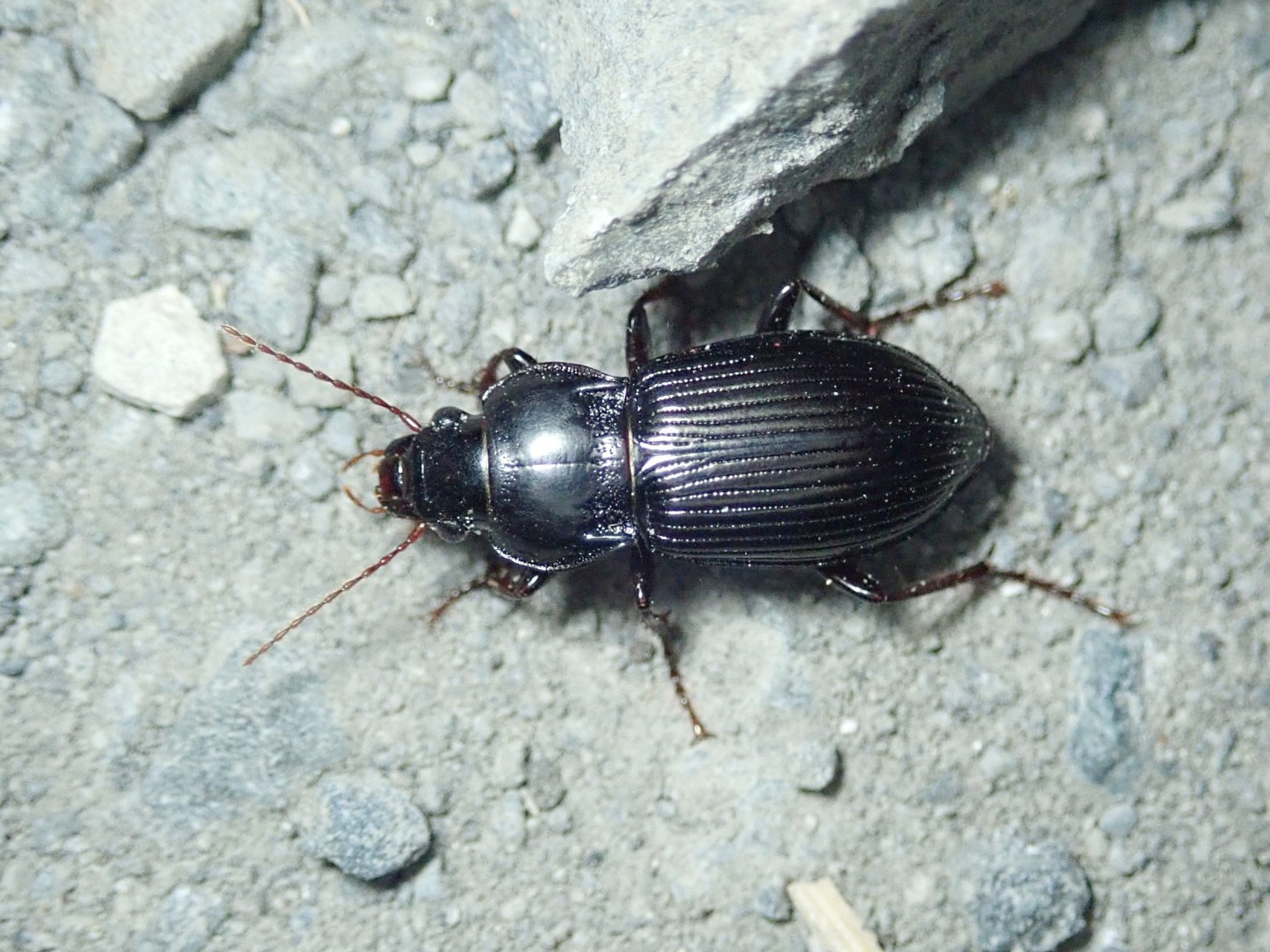 真冬の夜に活動するゴミムシ｜hydraenids