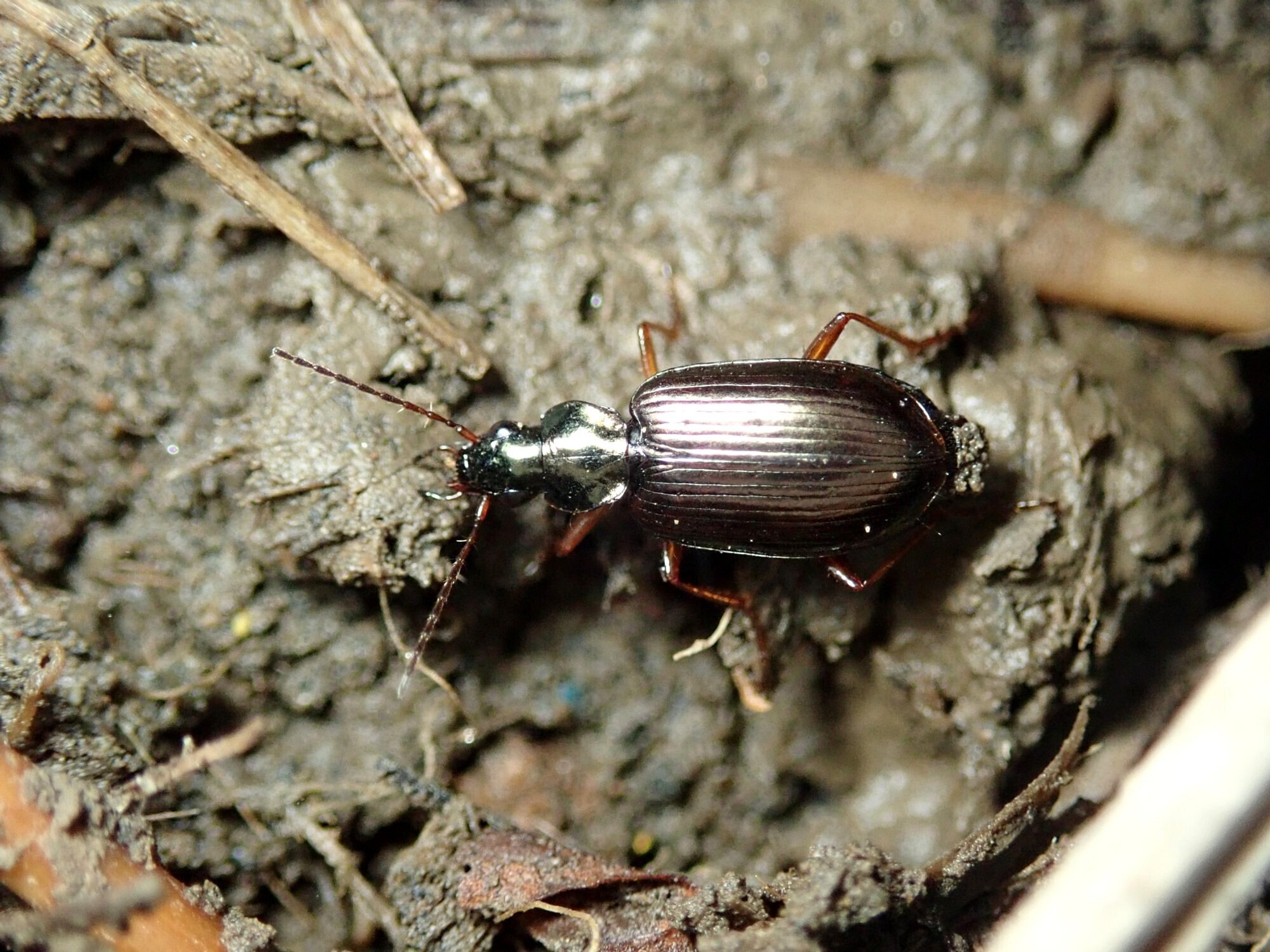 真冬の夜に活動するゴミムシ｜hydraenids