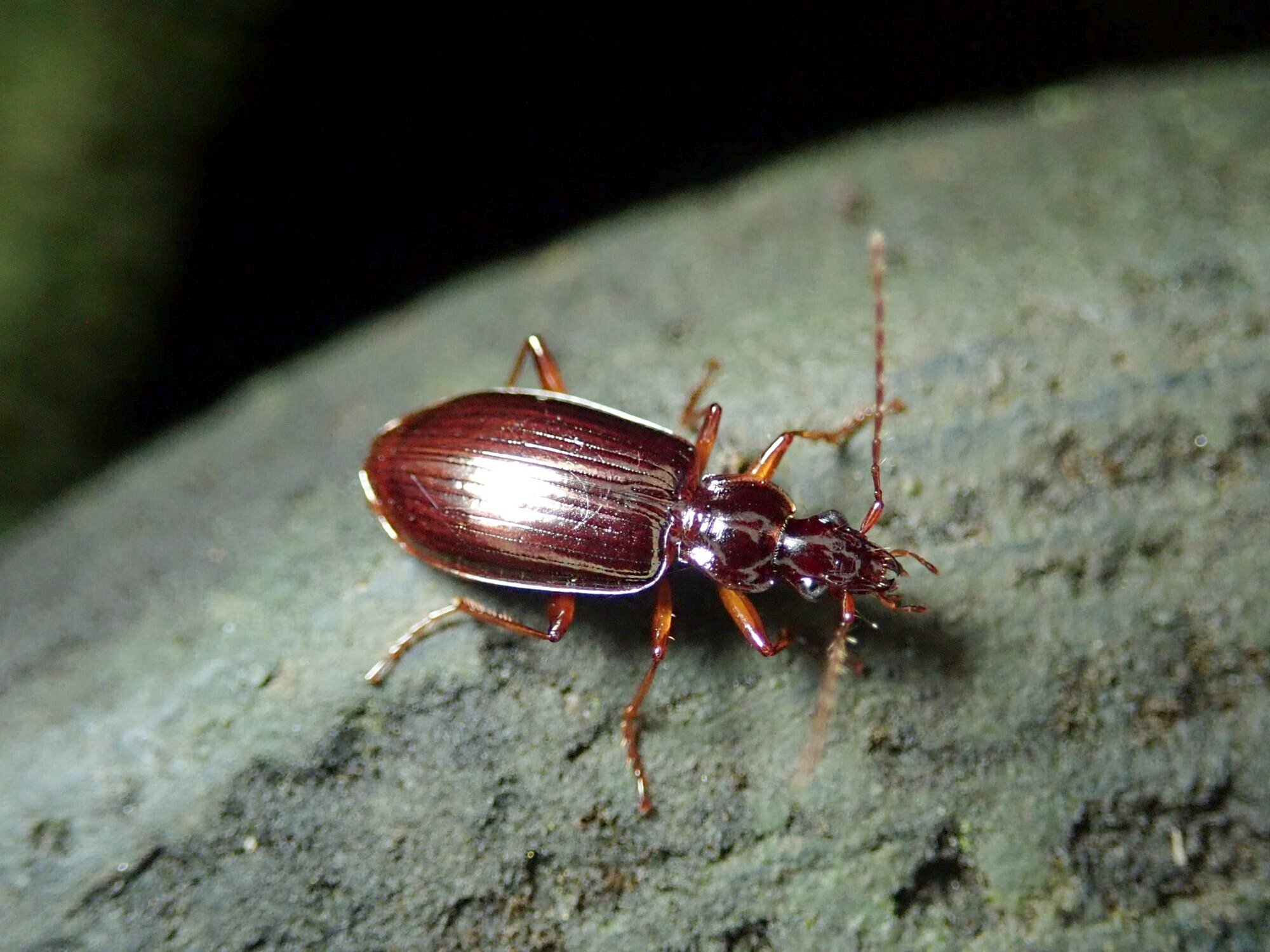 真冬の夜に活動するゴミムシ｜hydraenids