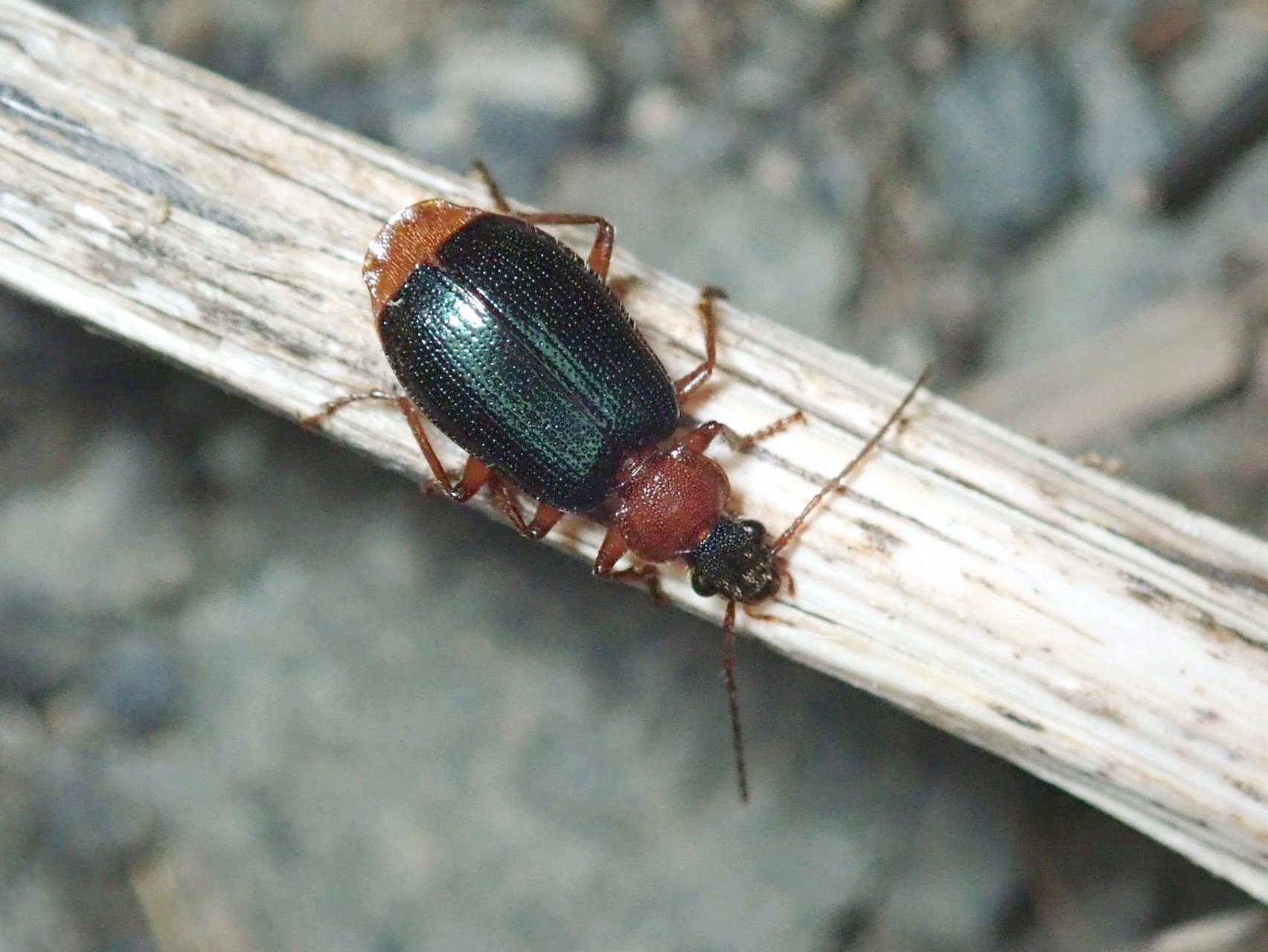 真冬の夜に活動するゴミムシ｜hydraenids