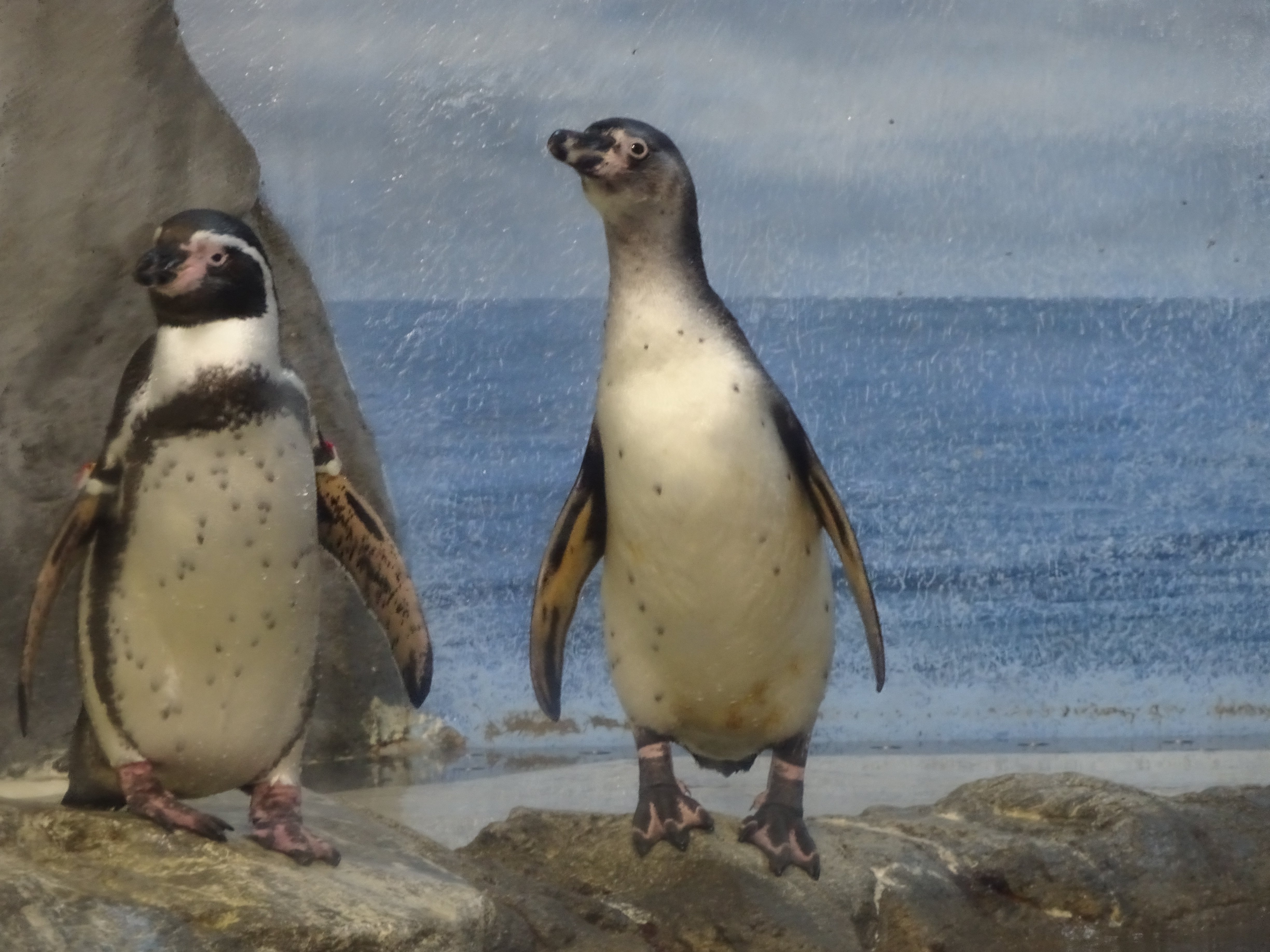 フンボルトペンギンのこどもたちの記録（新江ノ島水族館）2023