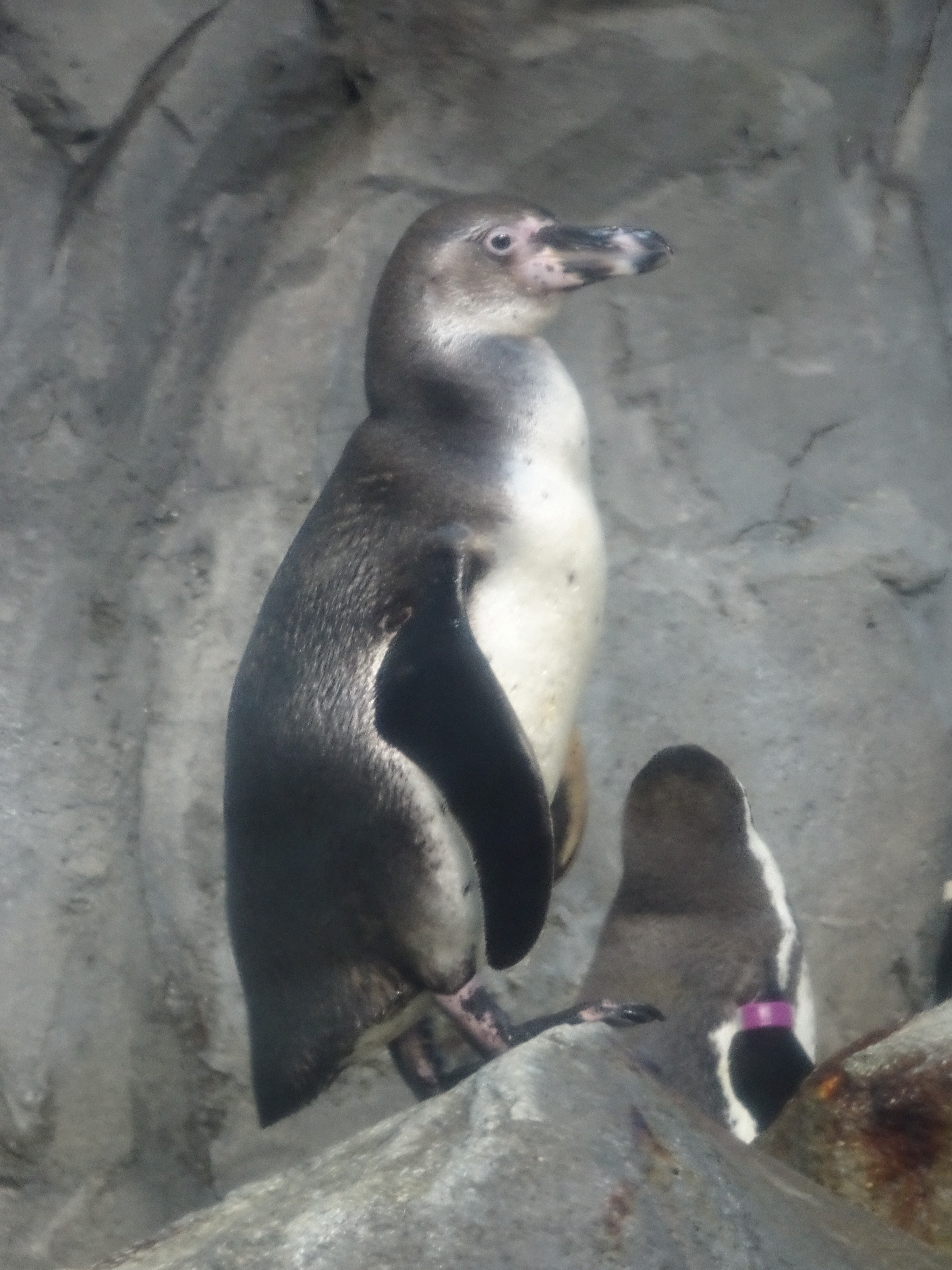フンボルトペンギンのこどもたちの記録（新江ノ島水族館）2023