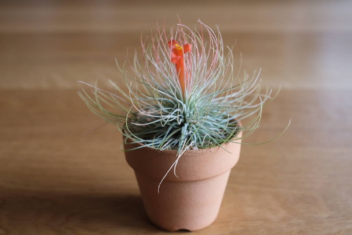 チランジアの造形美に魅了される！わが家の株をご紹介｜エアプランツ｜chii