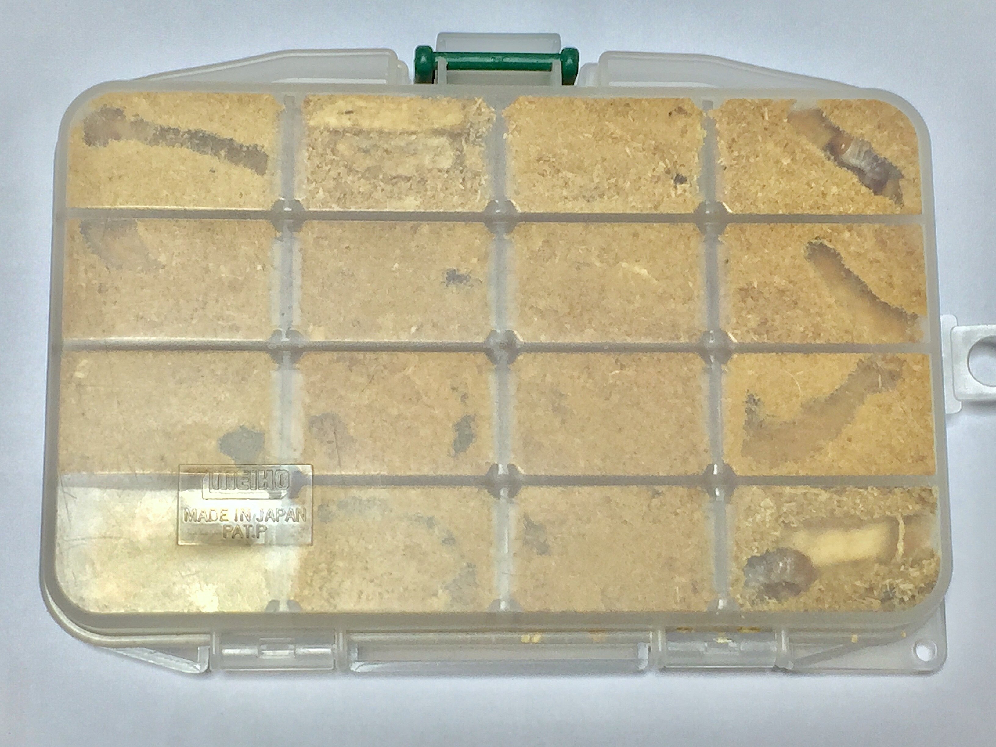 京都亀岡産　　HUSKY　血統　初２令幼虫　７頭ＳＥＴ むしや本舗 ヘラクレスオオカブト3令中期幼虫オスメスペア+