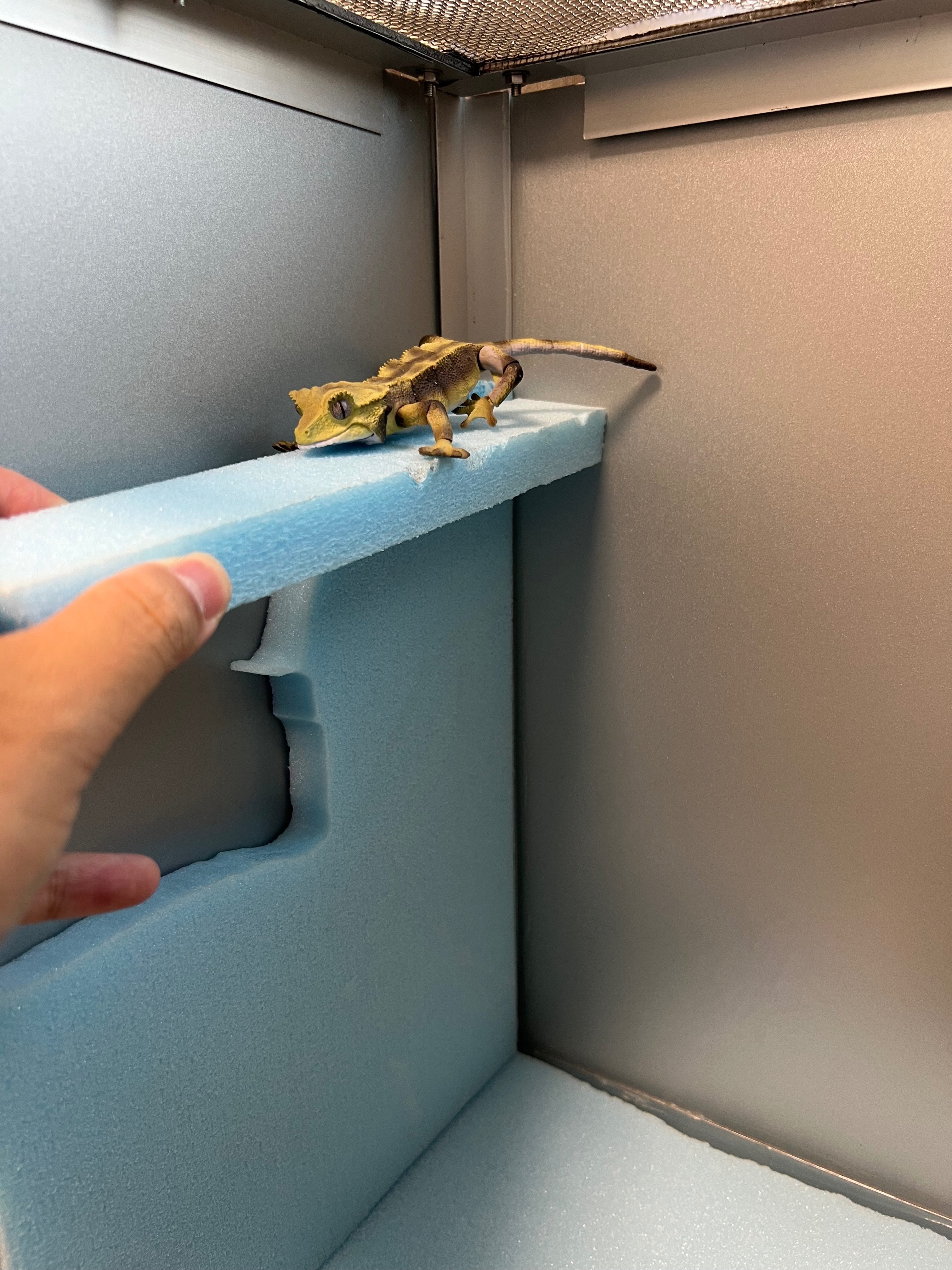 クレステッドゲッコーのレイアウト用品制作第二弾｜kzabi