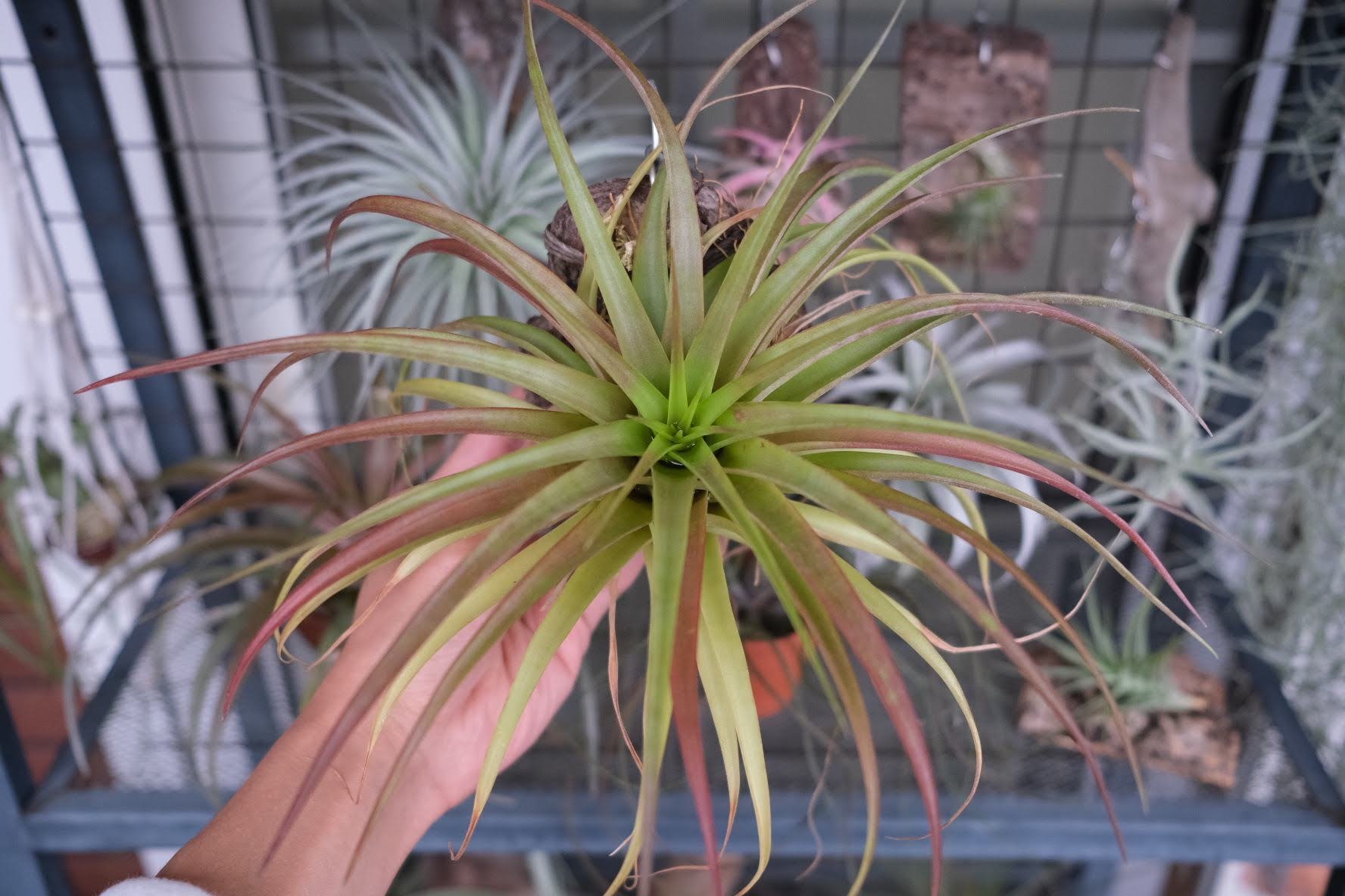 チランジアの造形美に魅了される！わが家の株をご紹介｜エアプランツ｜chii